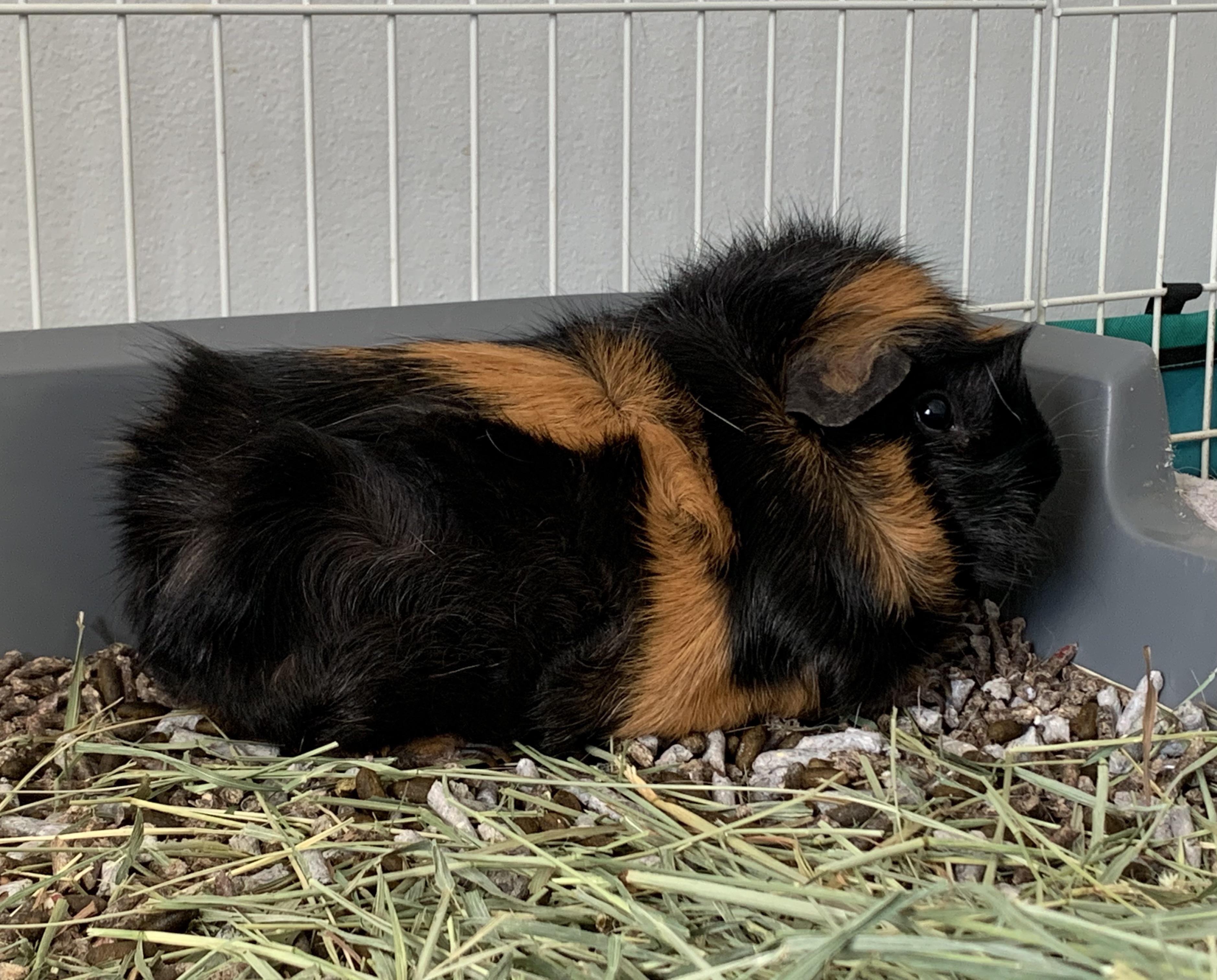 Mini Buffalo 🦬 | Scrolller