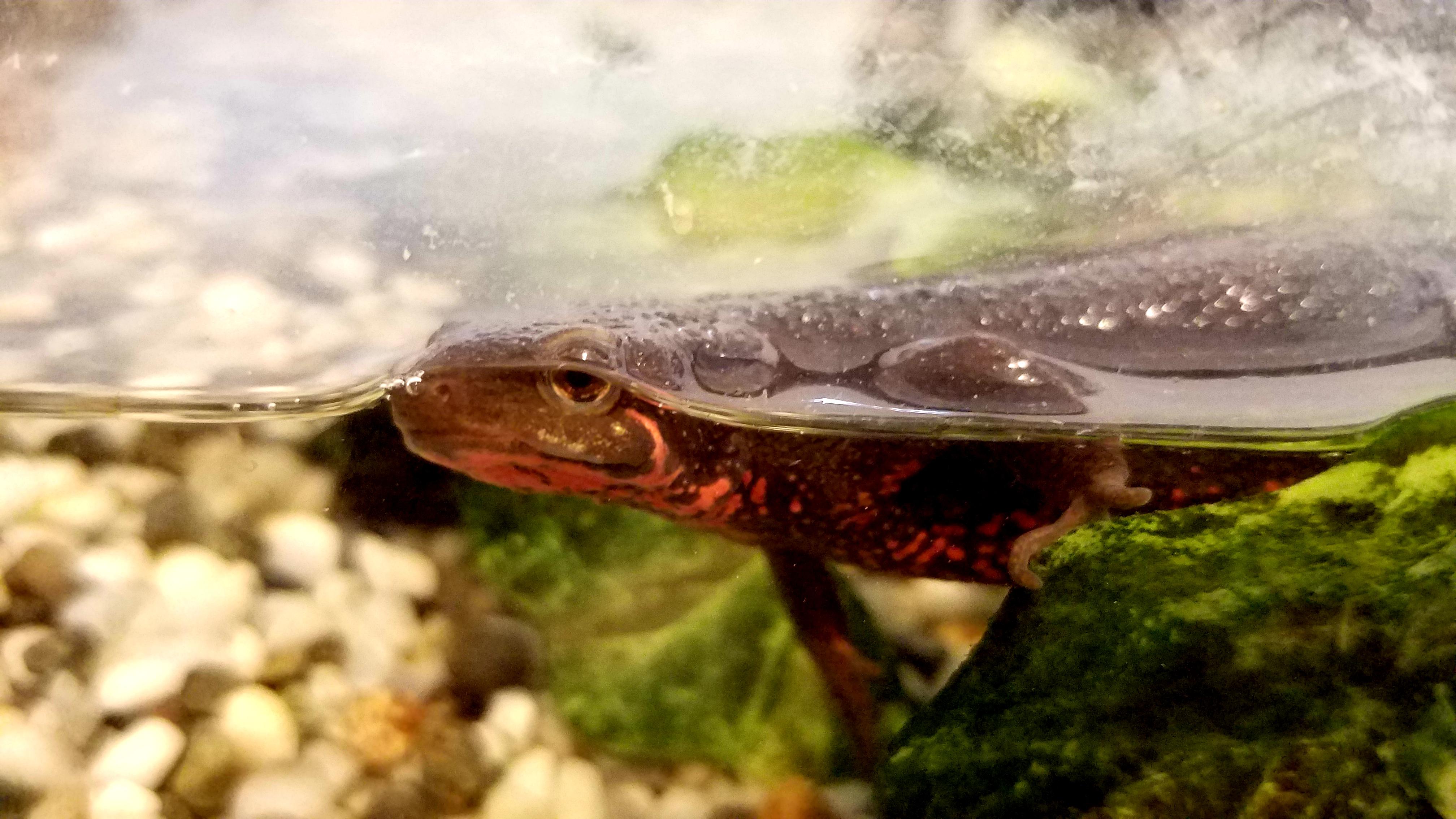 Mr. newt following me around his tank | Scrolller