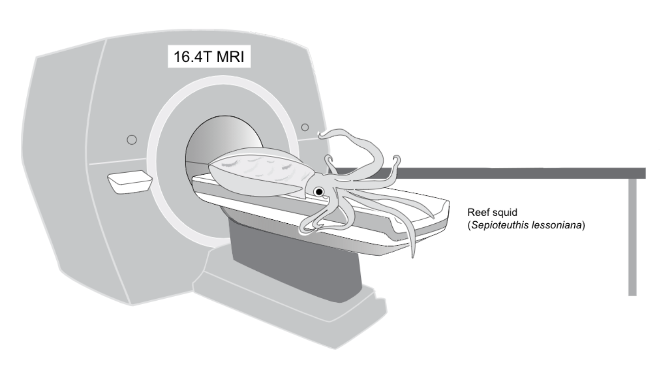 MRI Squid! | Scrolller