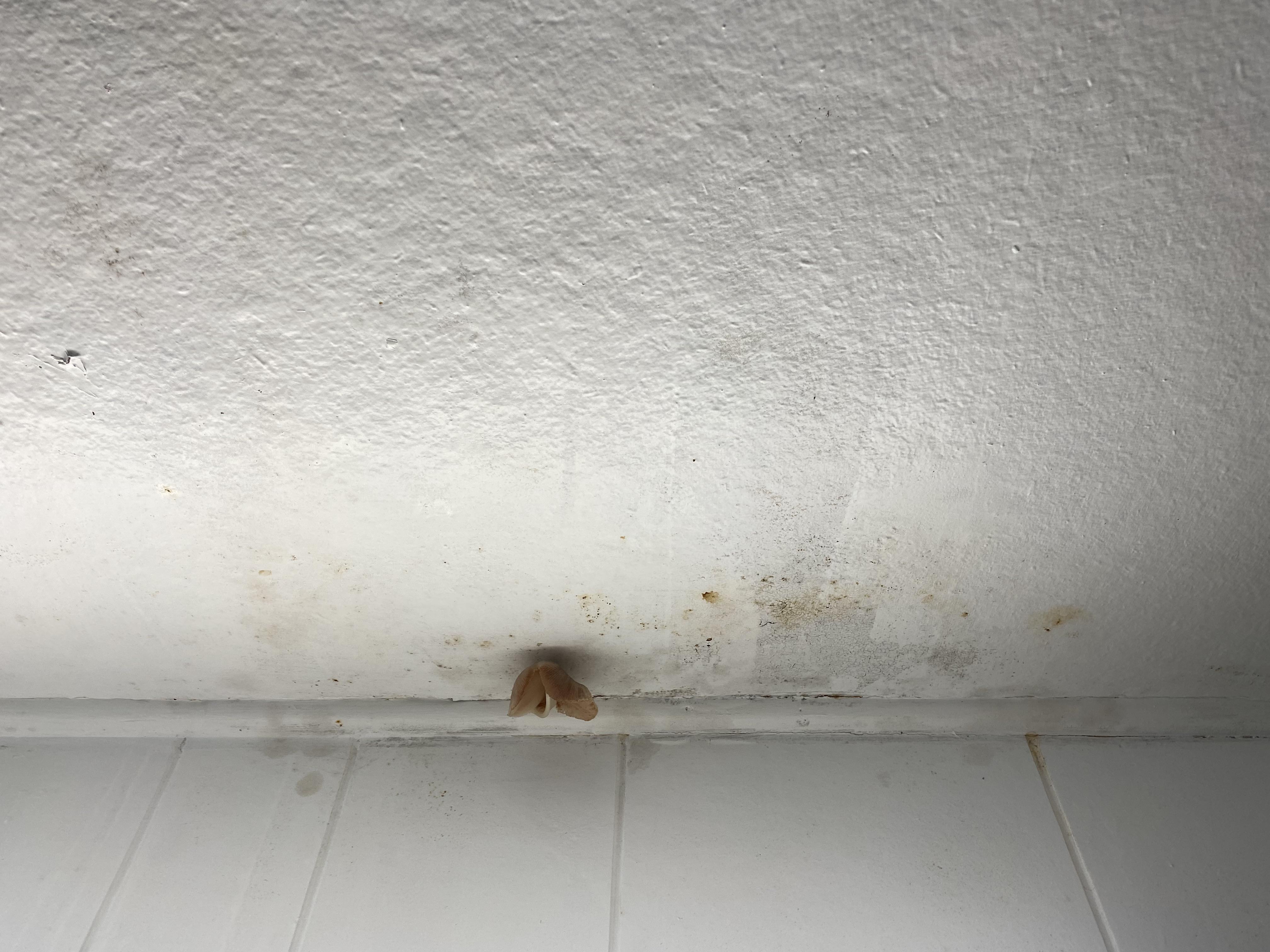 Mushroom growing in my ceiling Scrolller