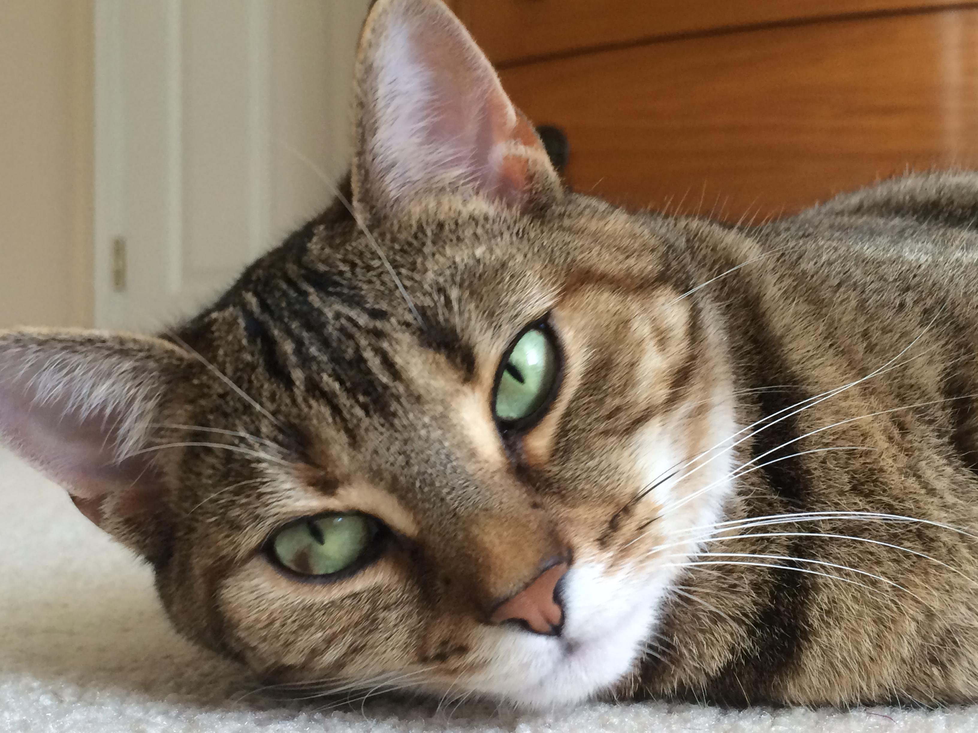 My 2018 Standard Issue Cat has a rare spotted eye pattern, and loves