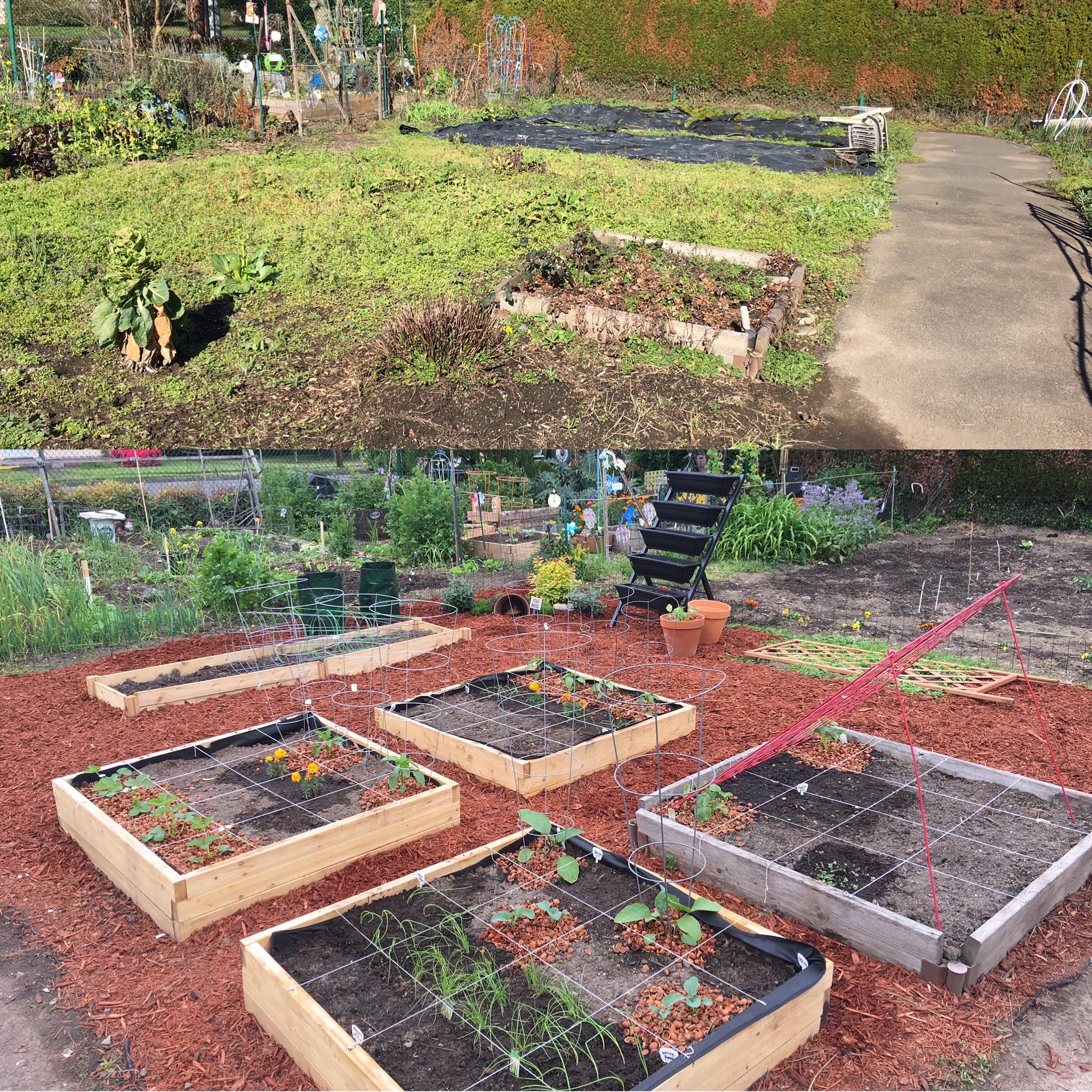 My 20x20 community garden plot before and after. Put so much work into