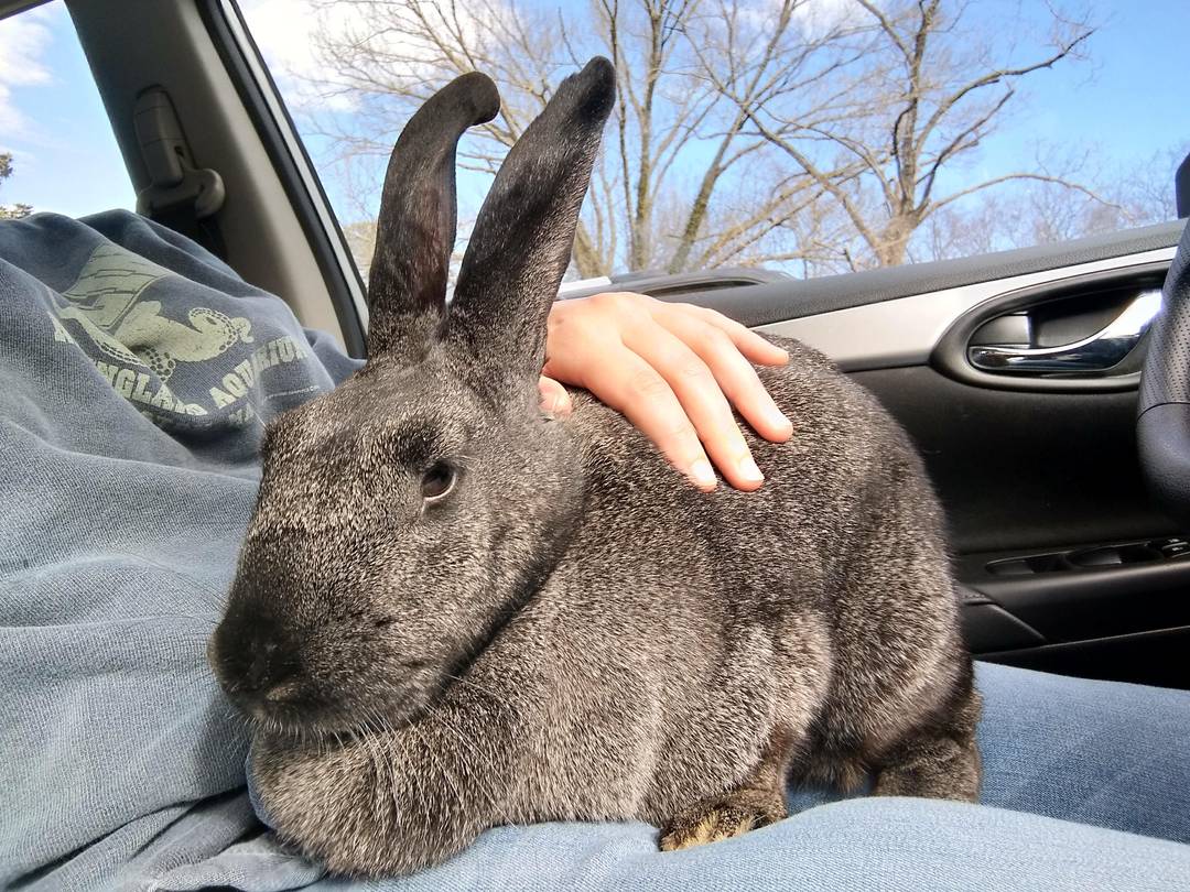 My 9lb Rex rabbit Georgi who is the biggest sweetheart | Scrolller