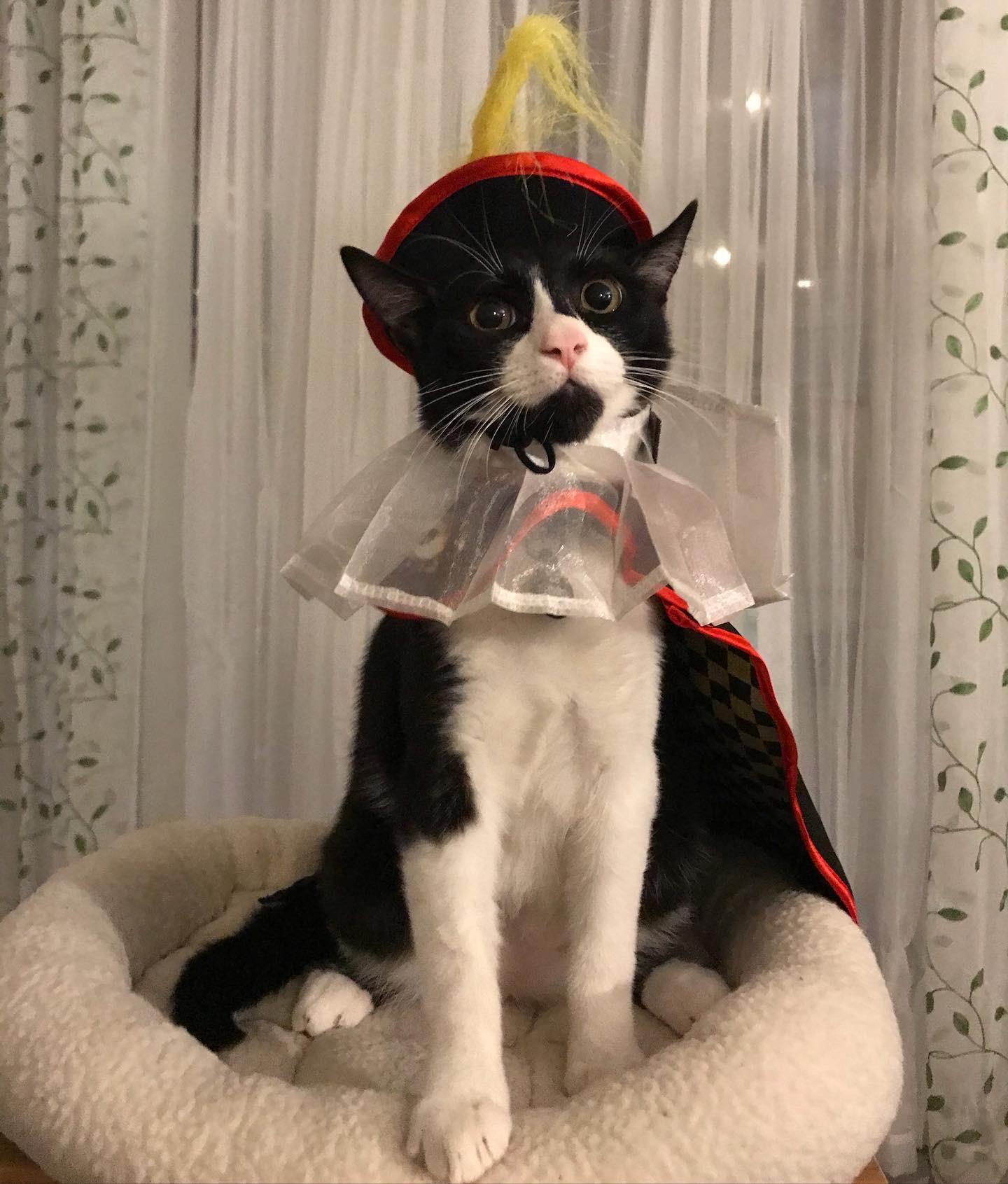 My baby boy King Henry VIII. Scrolller