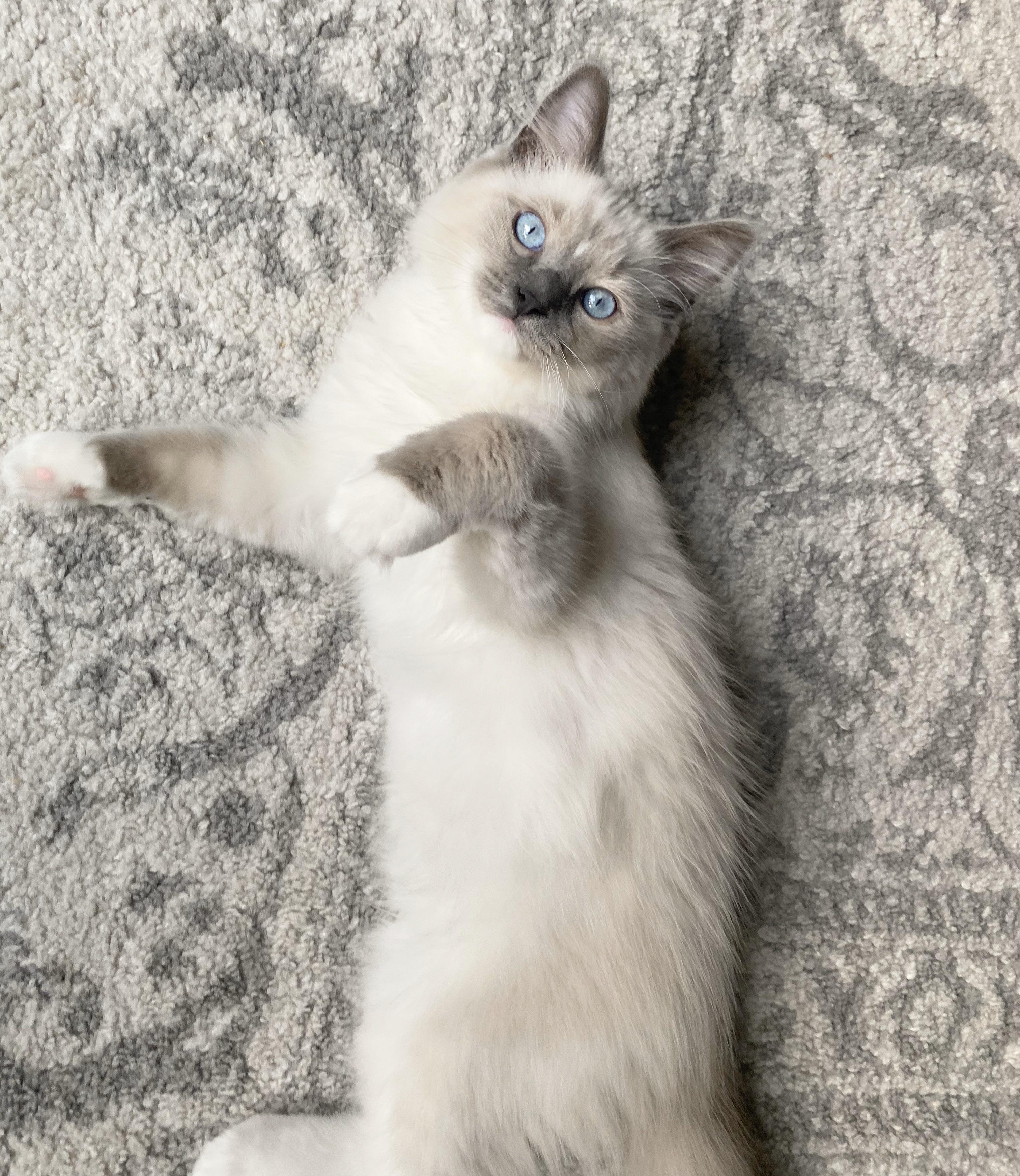 My Blue Point Ragdoll’s markings are becoming more prominent. 3 1/2 ...