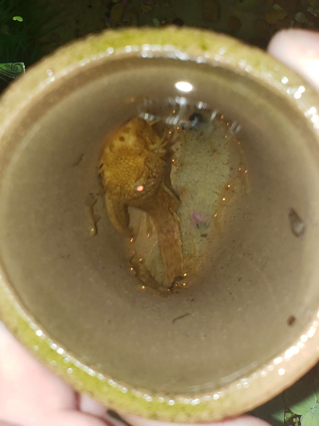 My bristlnose plecos finally spawned in my pond! I think the cold front