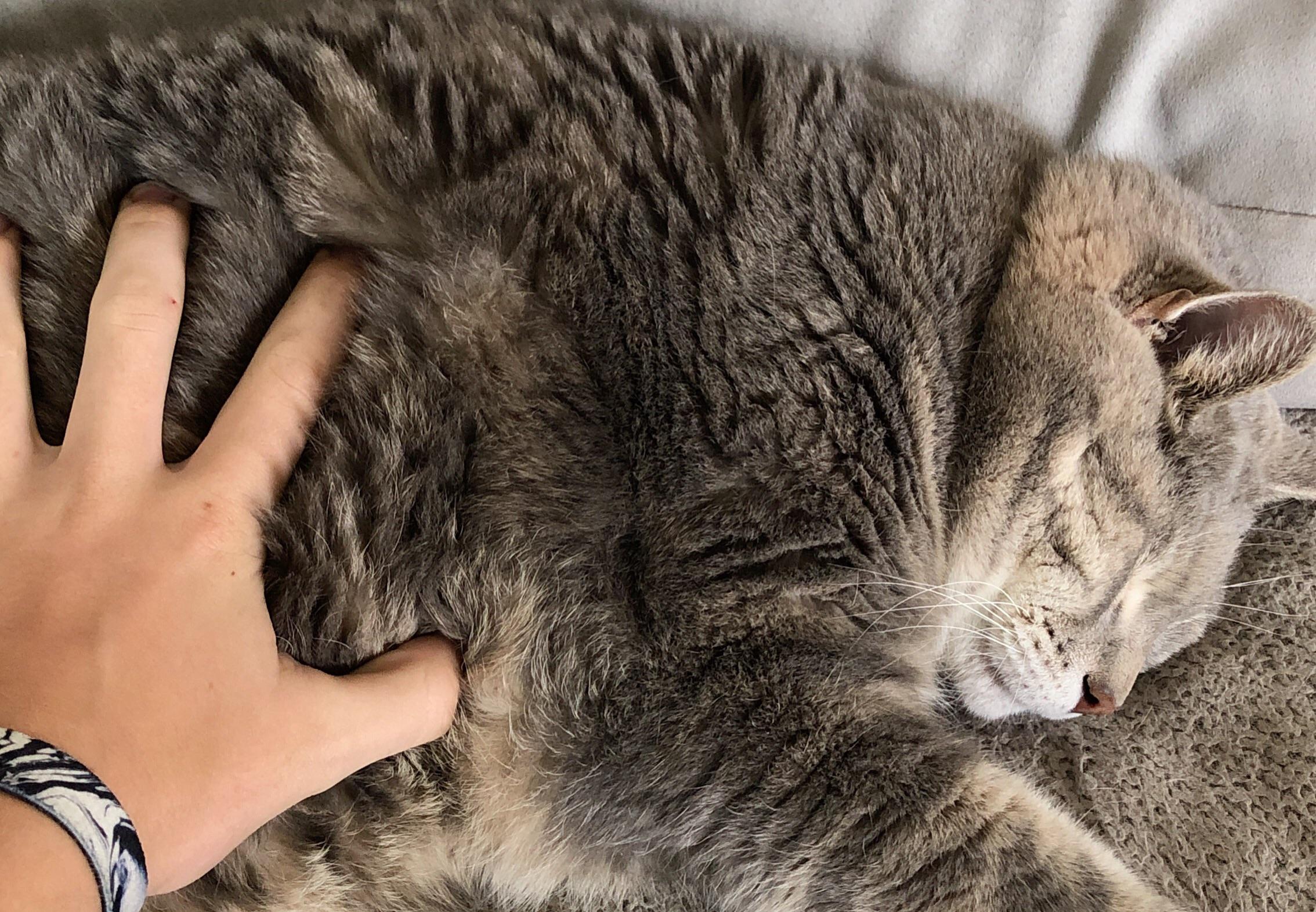 my-cat-that-was-eaten-by-a-coyote-he-was-21-lbs-and-he-died-fighting