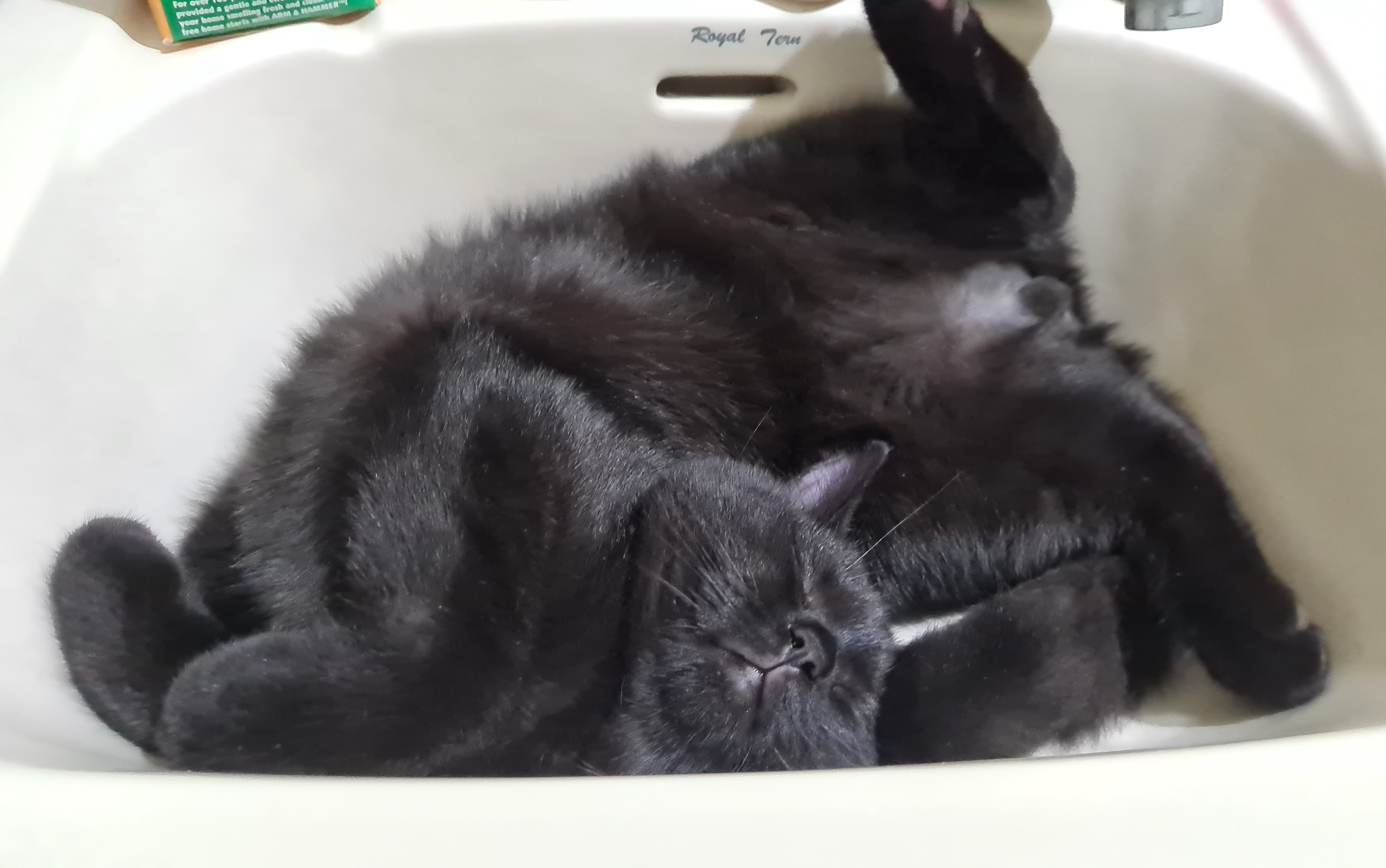 My Cat While Sleeping In Our Sink Scrolller