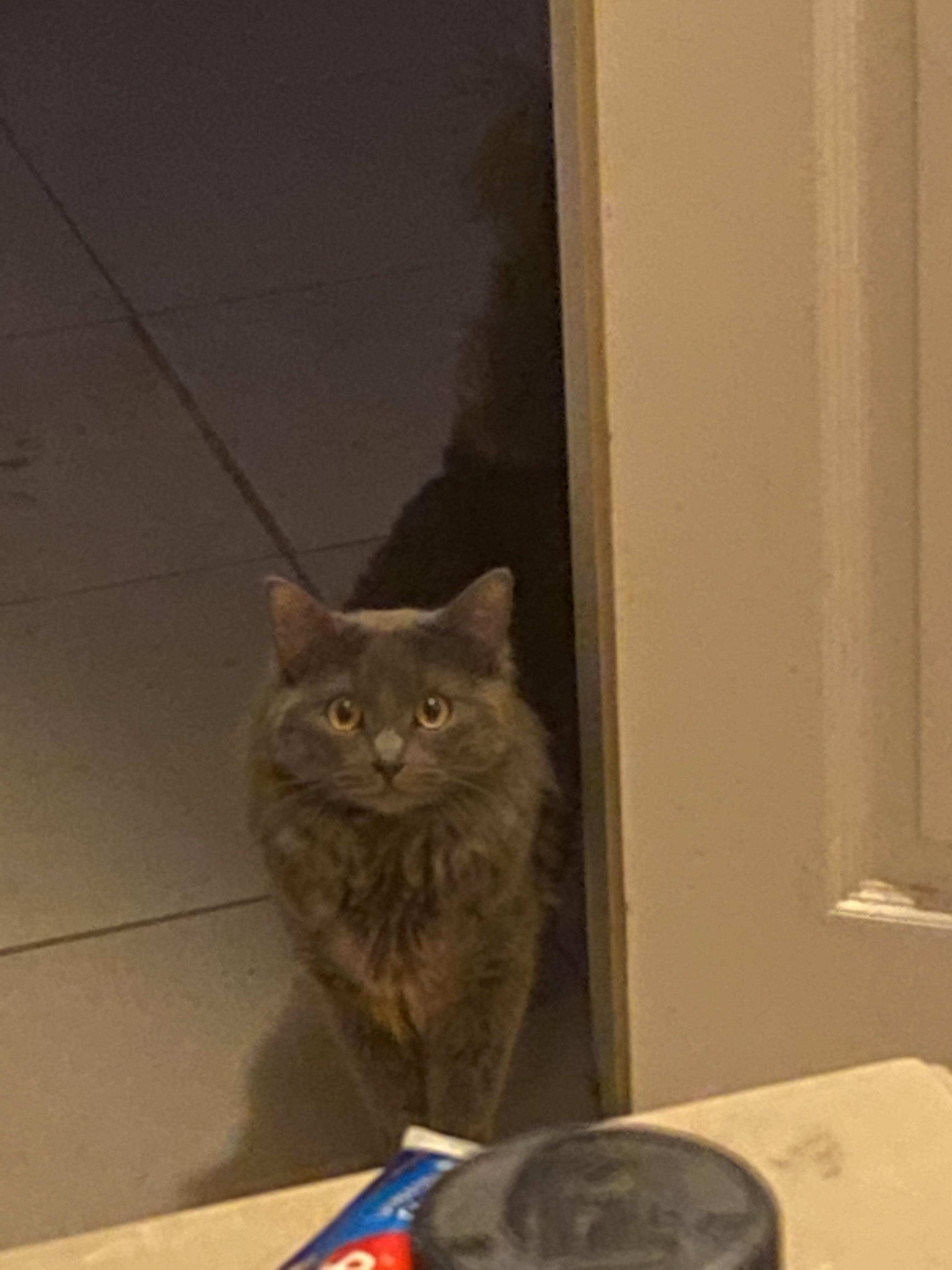 Cat Watches Me Pee Reddit at Jason Hoosier blog