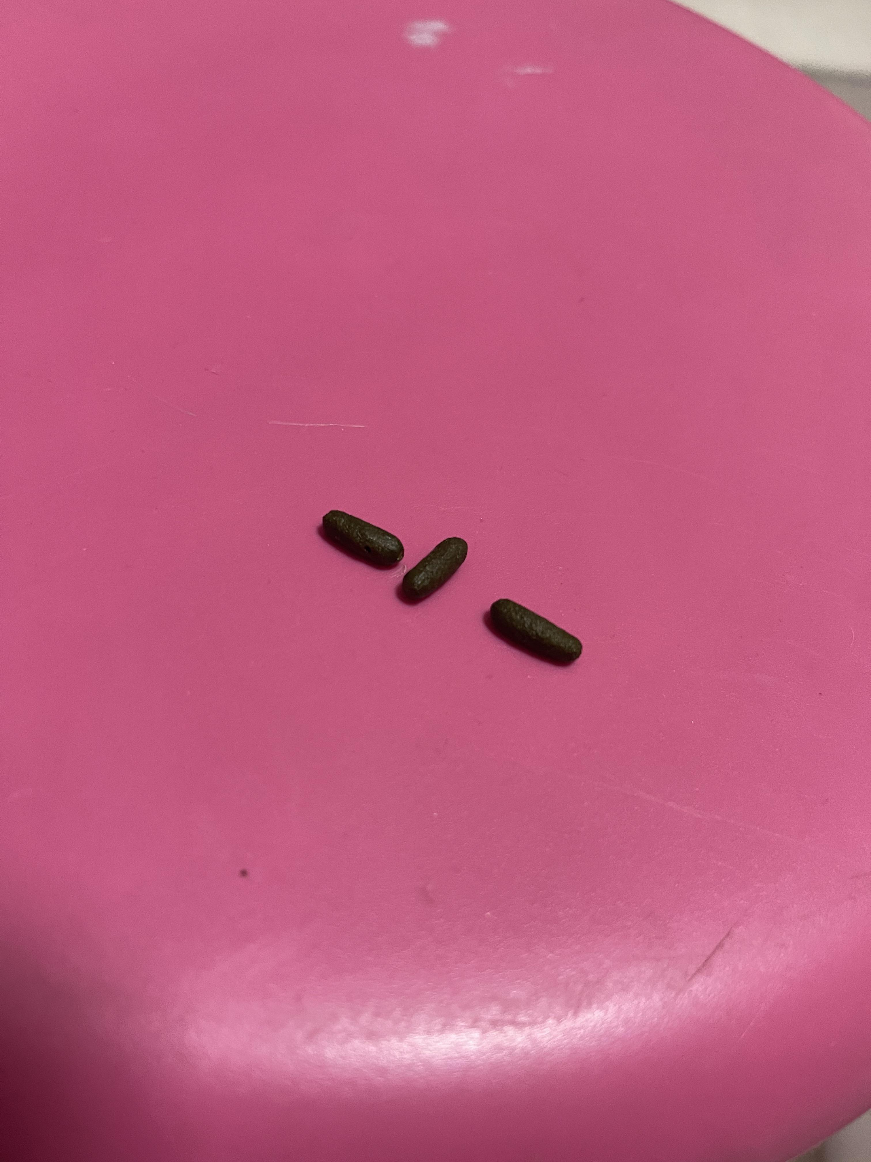 My chinchilla poop looks moist! Should I be worried? Scrolller