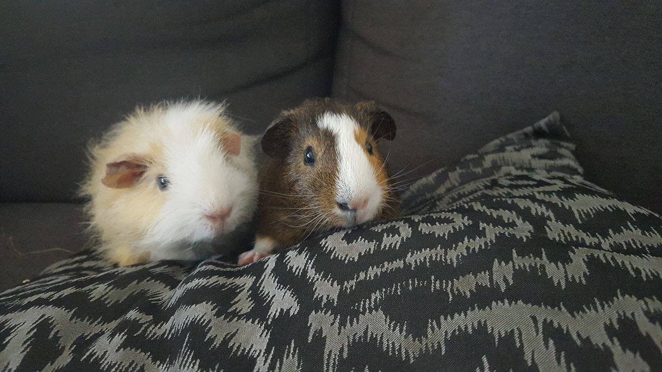 My daughter's guinea pigs, Nibbles and Biscuit. | Scrolller