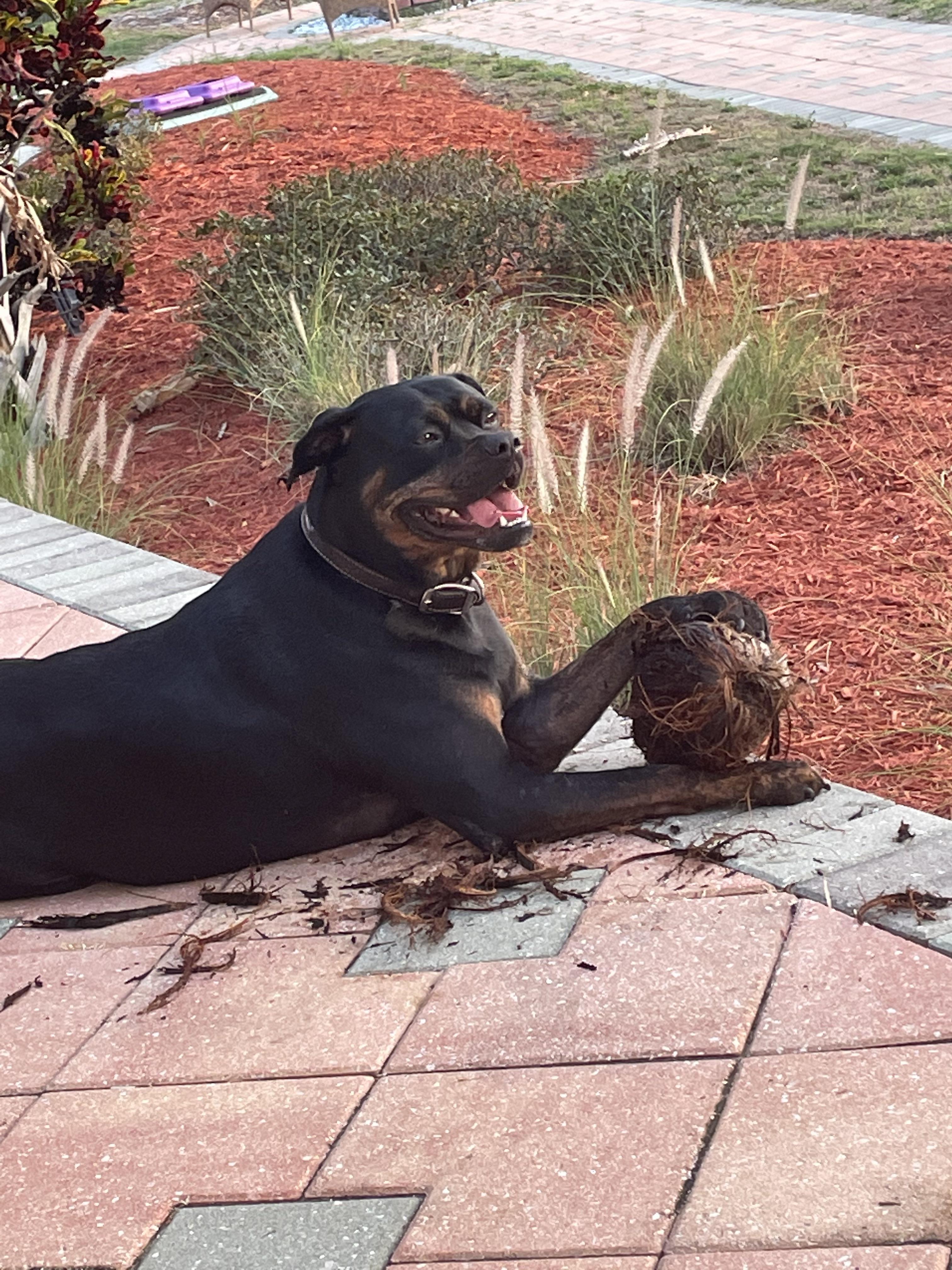 My dog is smelly Scrolller