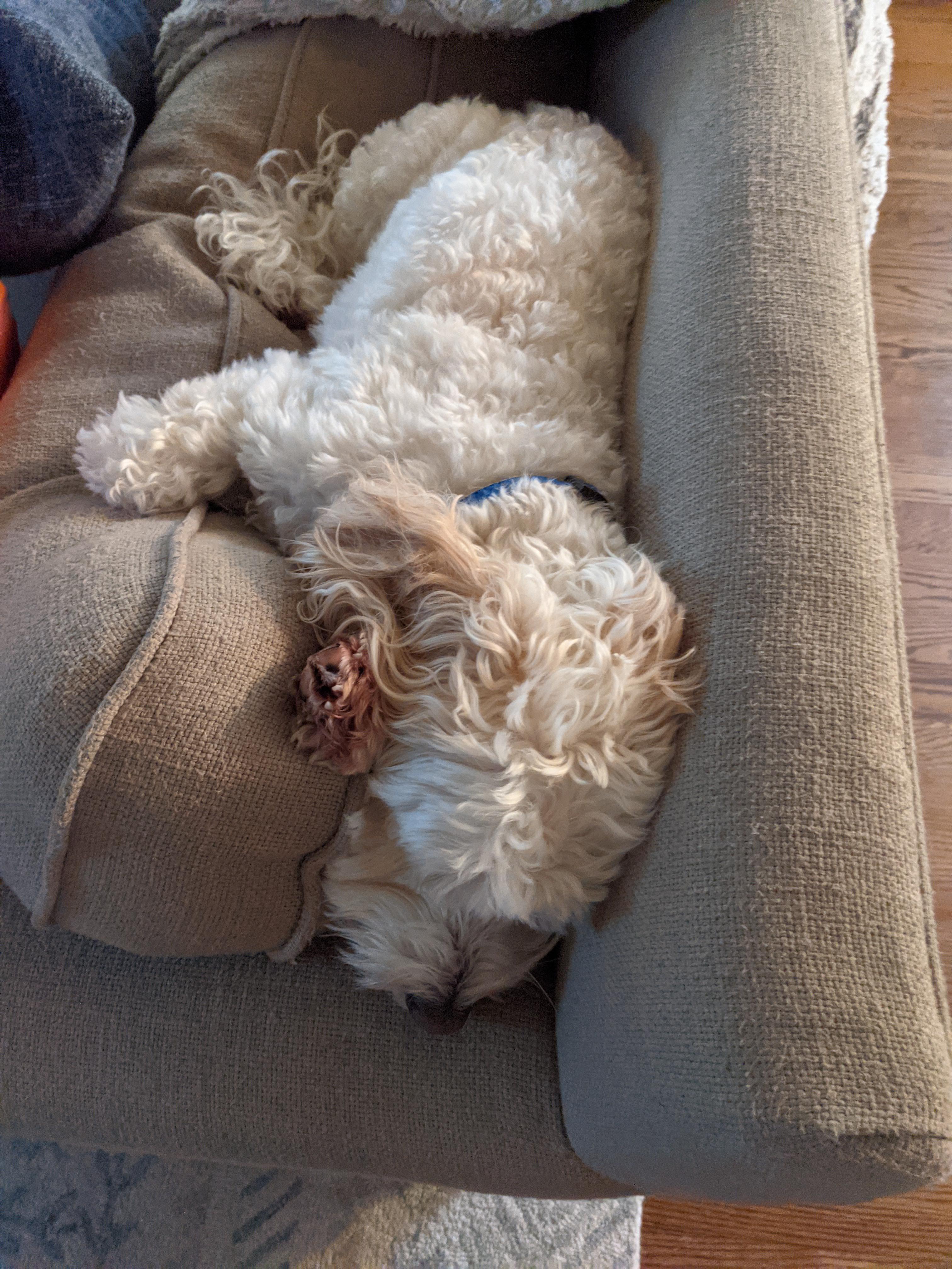 My dog sinking into the couch Scrolller