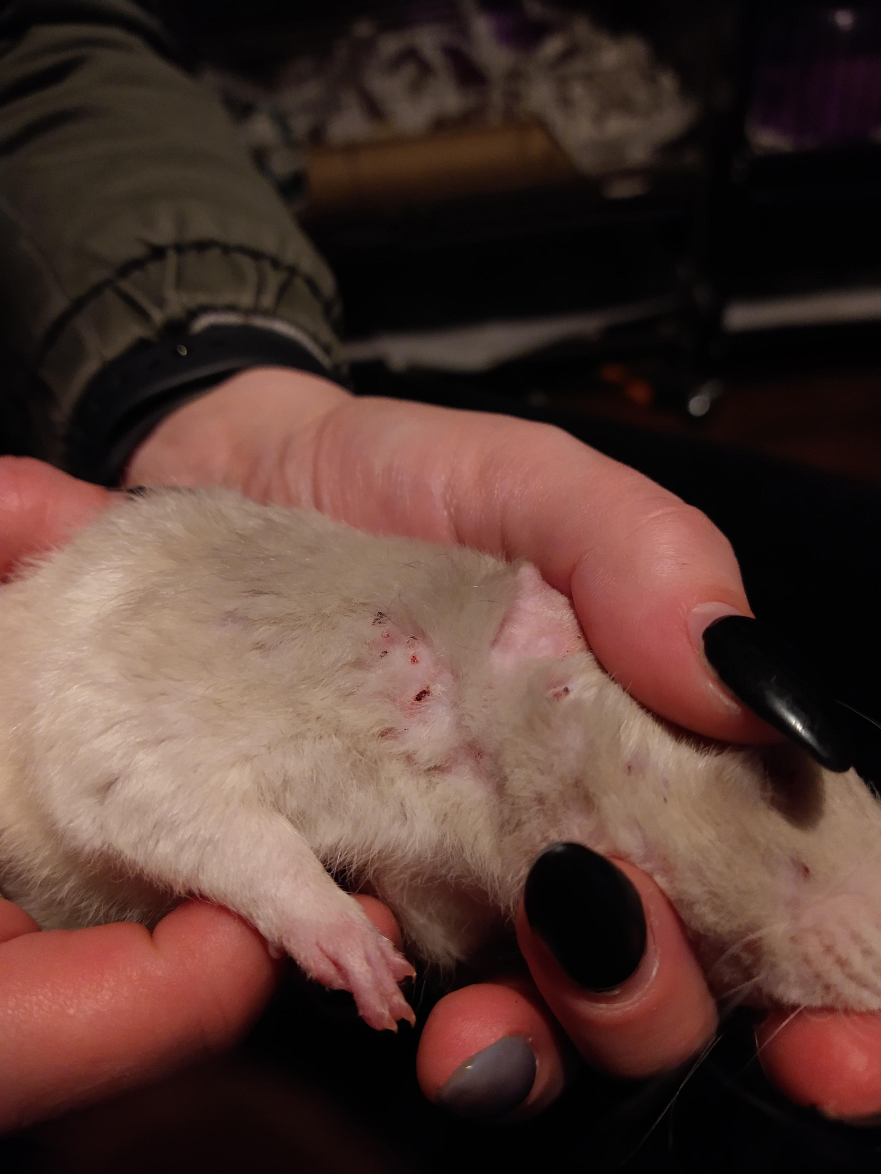 Scab In Rats My male rat has developed these small scabs and hair loss, any ideas ...
