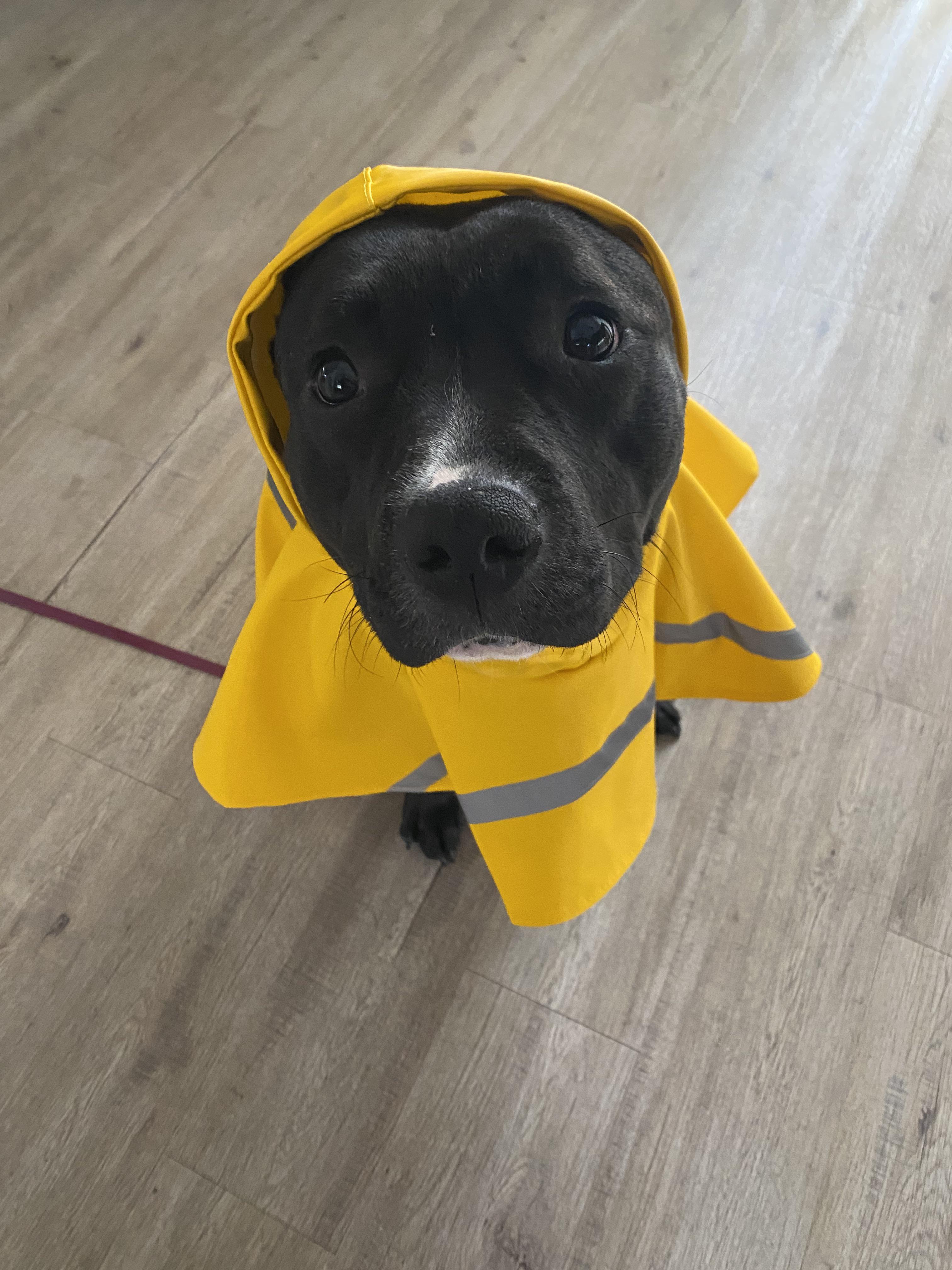 my-pretty-lady-in-her-rain-coat-scrolller