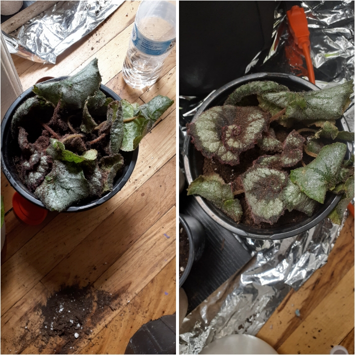 Rex Making My Rex making a little comeback after transplanting . Still needs alot ...