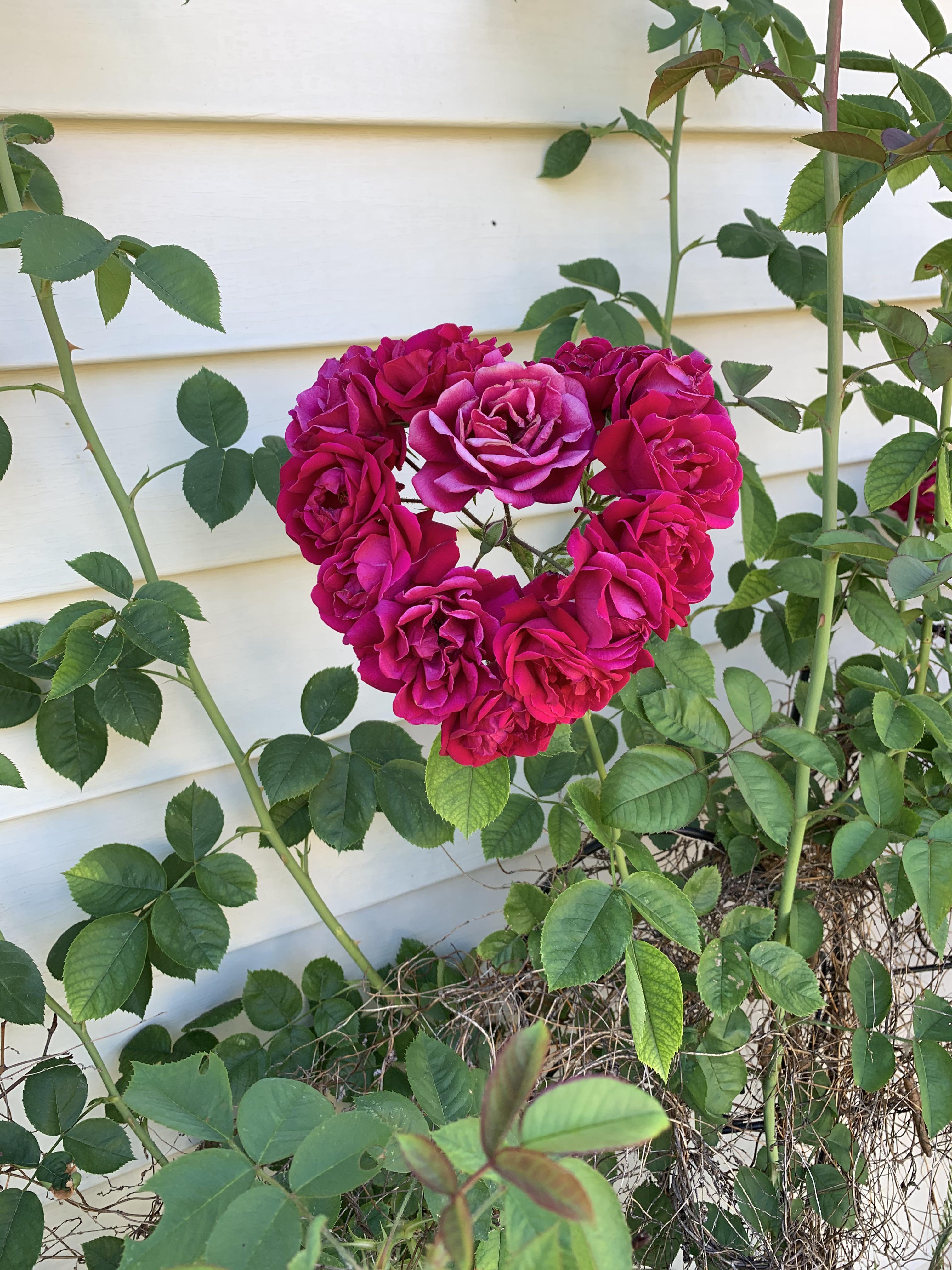 My (very neglected) rose bush bloomed into the shape of a perfect heart ...