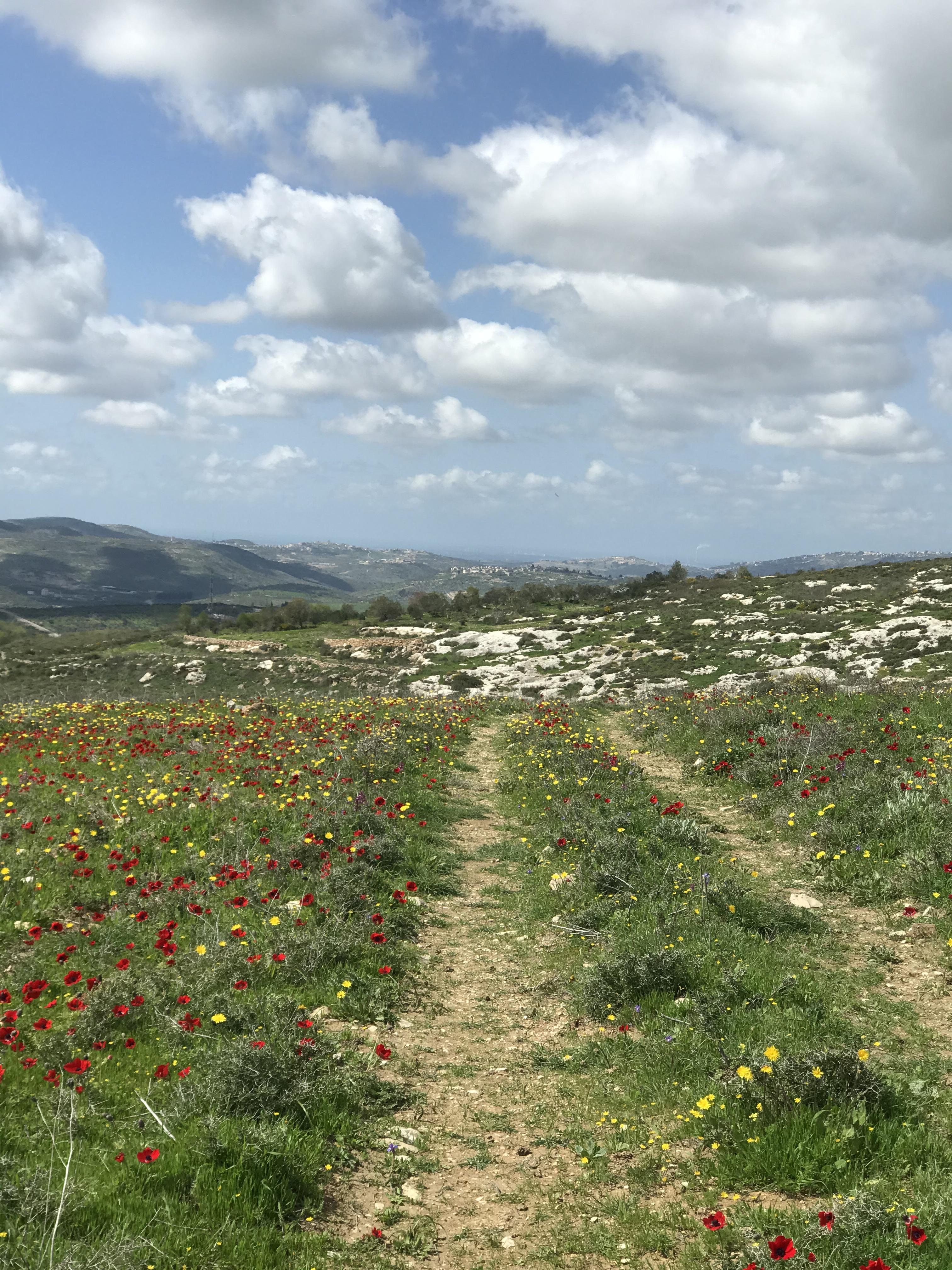 Nablus, Palestine | Scrolller