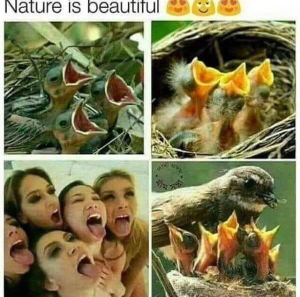 nature is beautiful funny memes | Scrolller