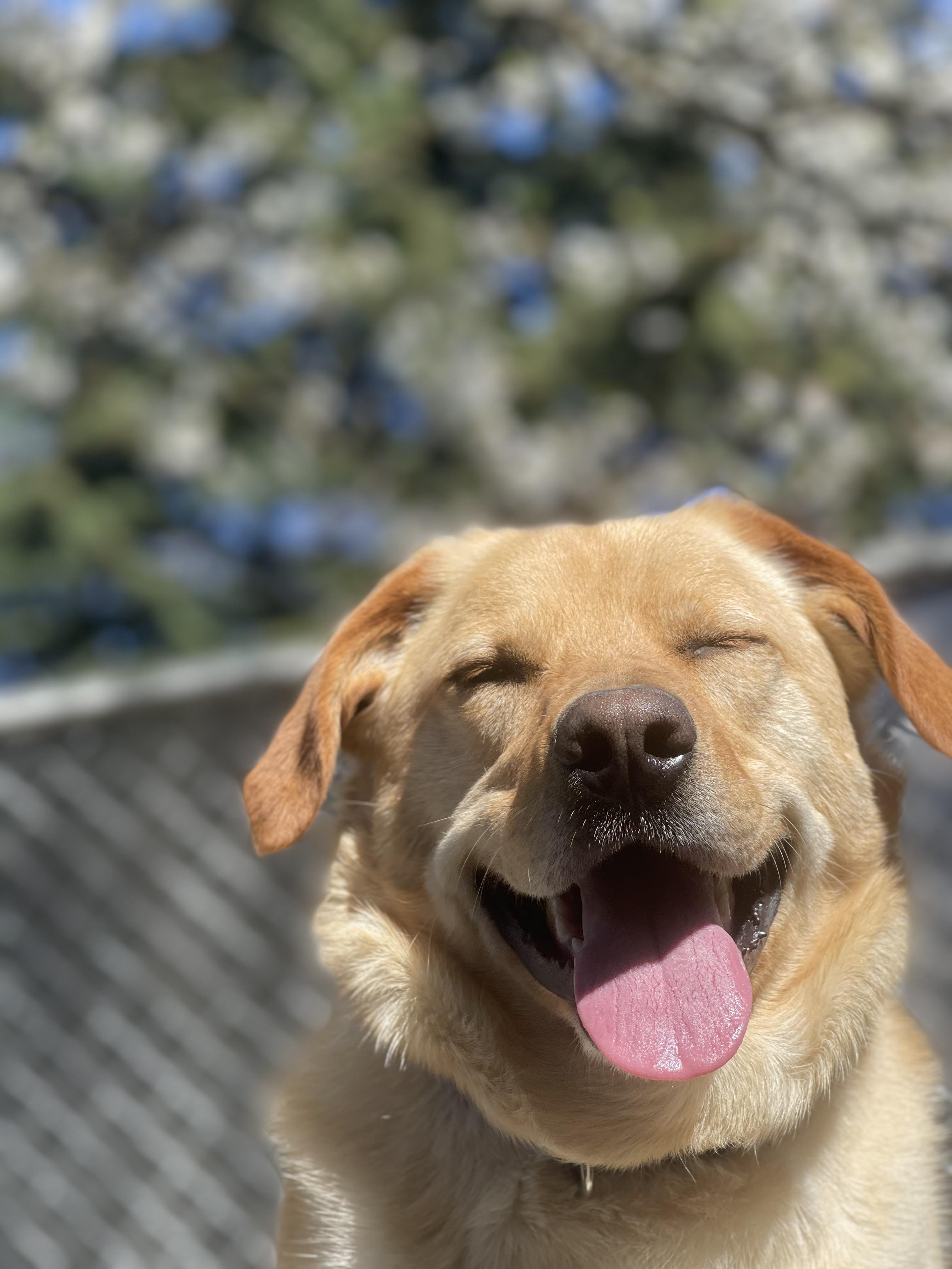 Nothing But Smiles Scrolller nothing-but-smiles-scrolller