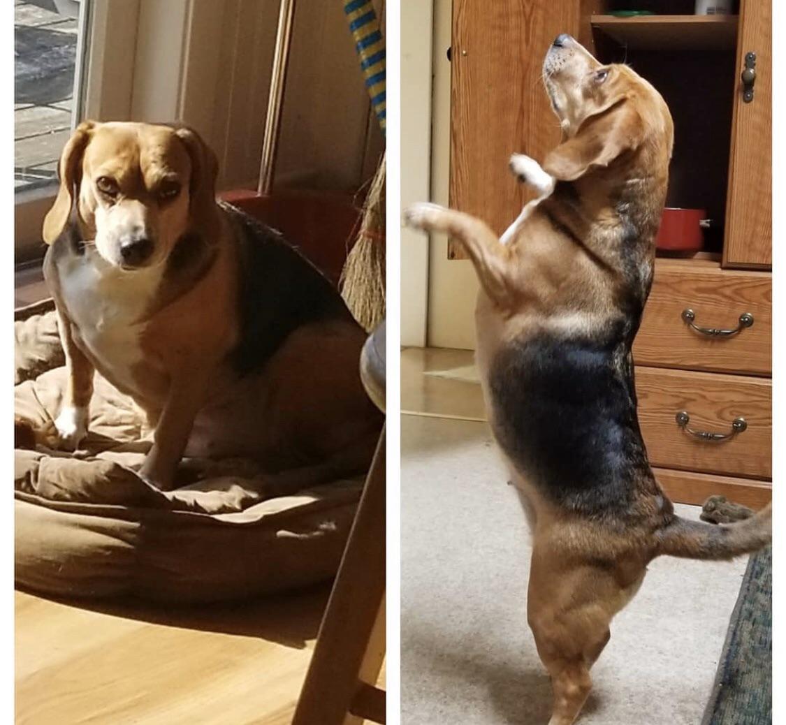Beagle Body Build Obese beagle to Muscle legs. 5 year transformation | Scrolller