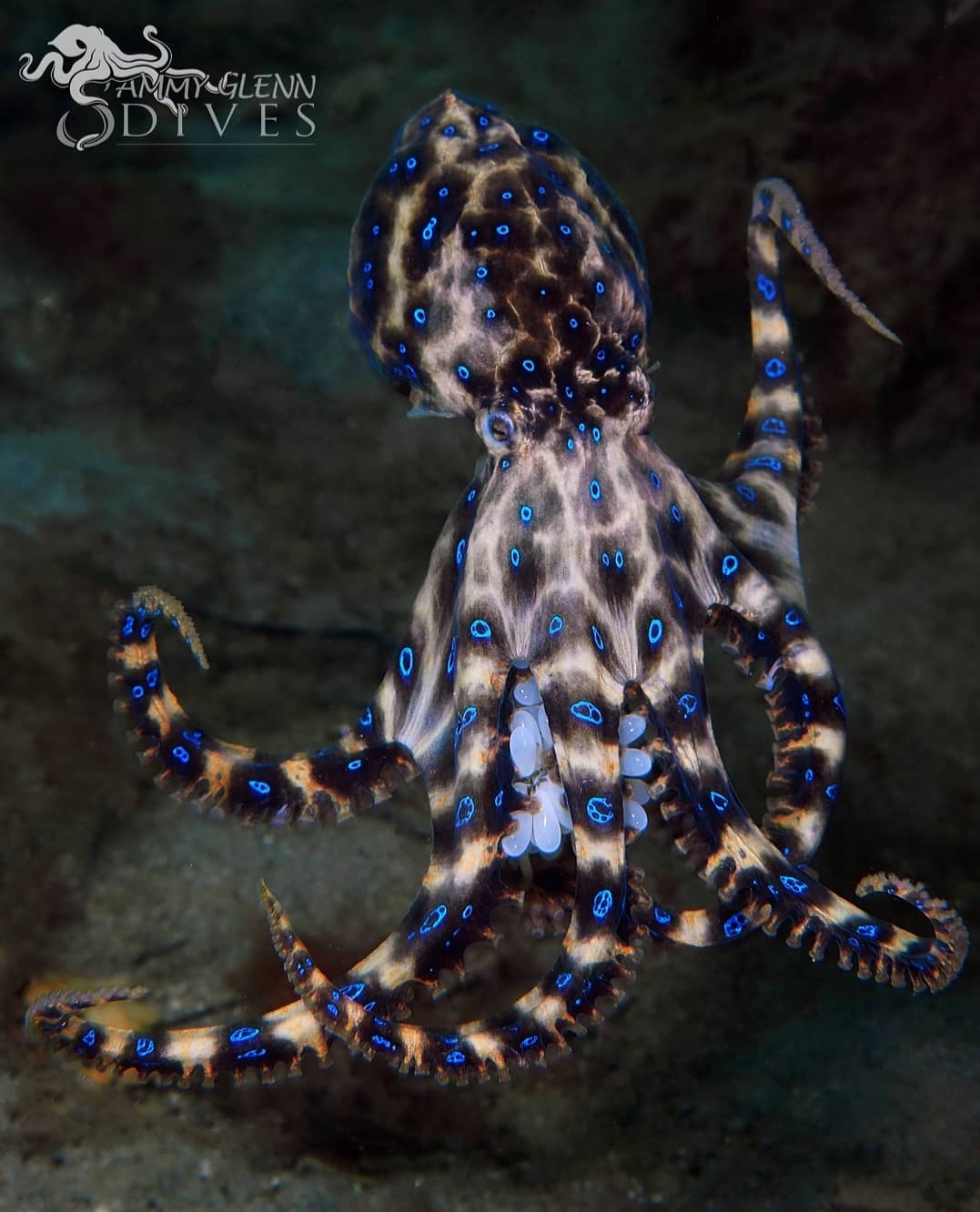 Octopus Rarest Color 🔥 One of the rarest things I've seen underwater, a Southern Blue Ringed ...