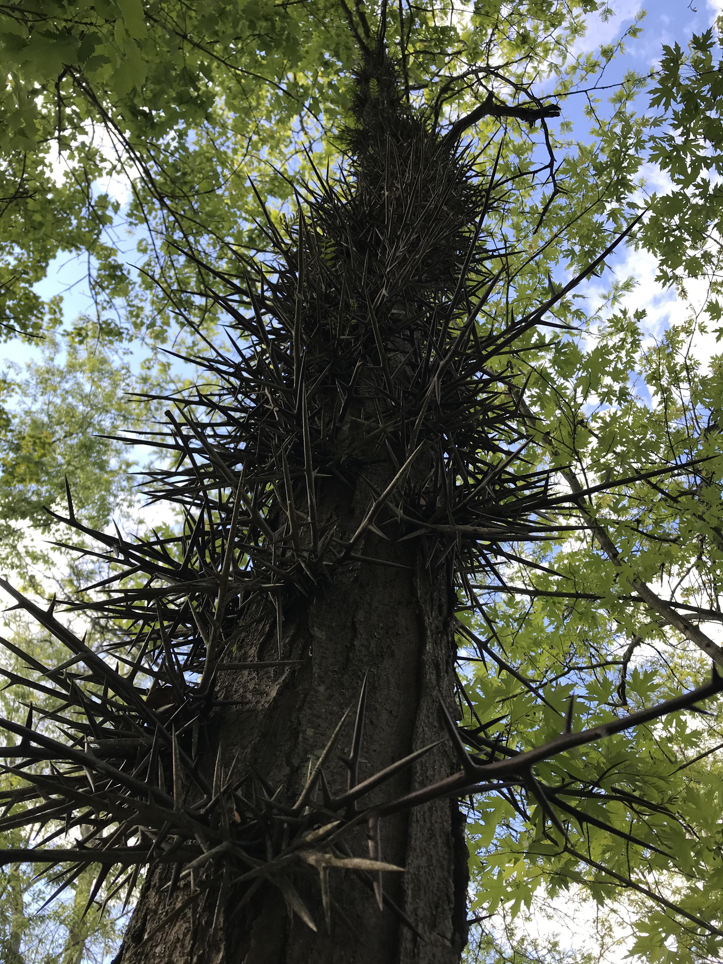 One of the spike trees that lives in my backyard. | Scrolller