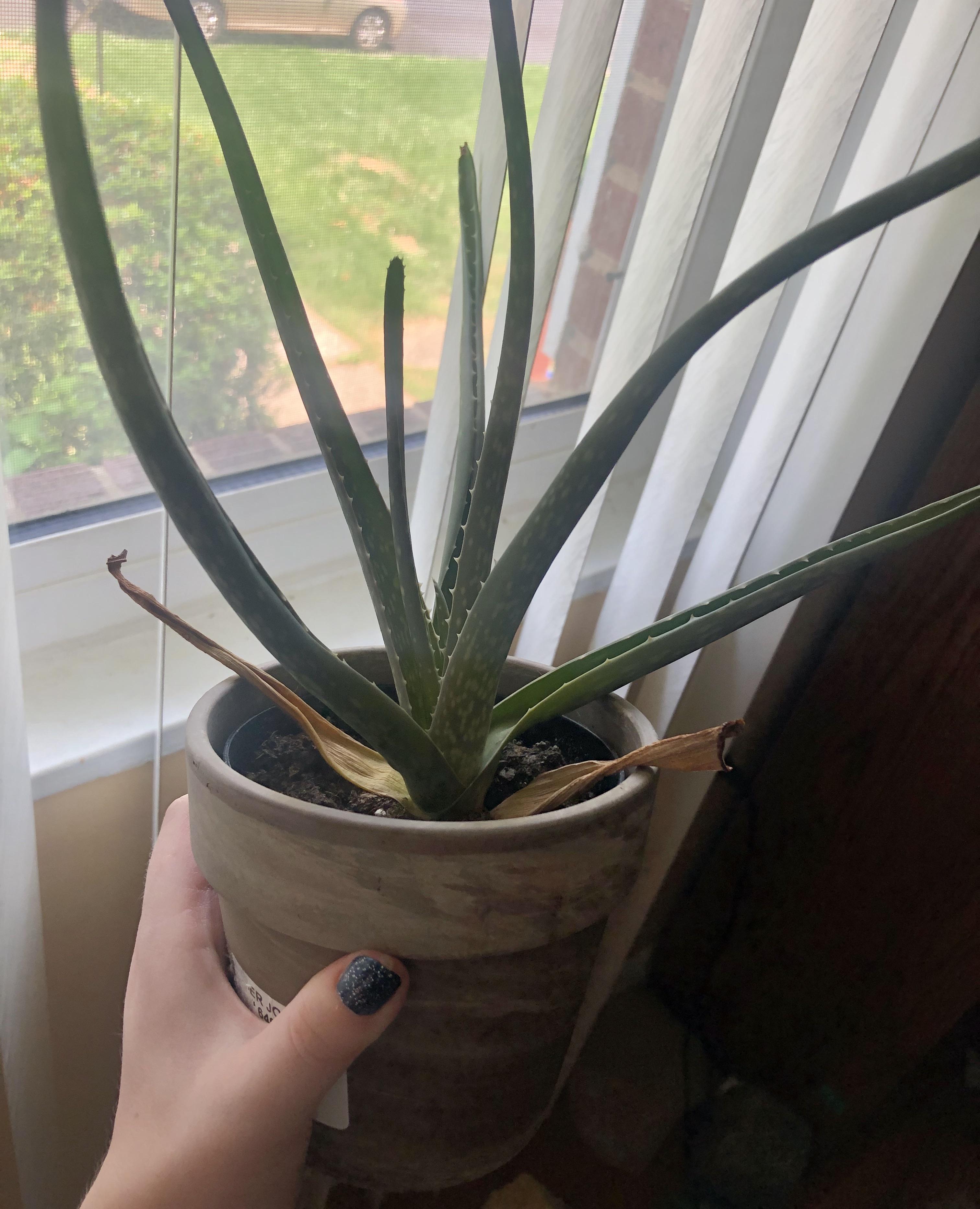 outer-leaves-dying-as-new-leaves-grow-in-the-center-of-the-plant-is