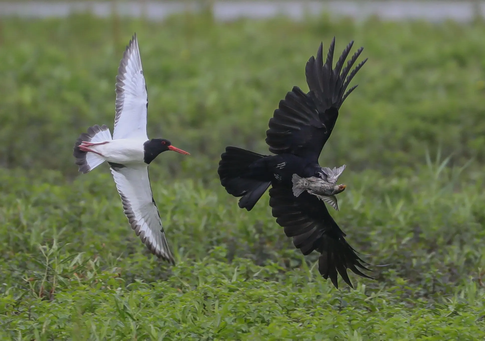 Oystercatcher chasing a Crow that has captured a screaming Starling ...