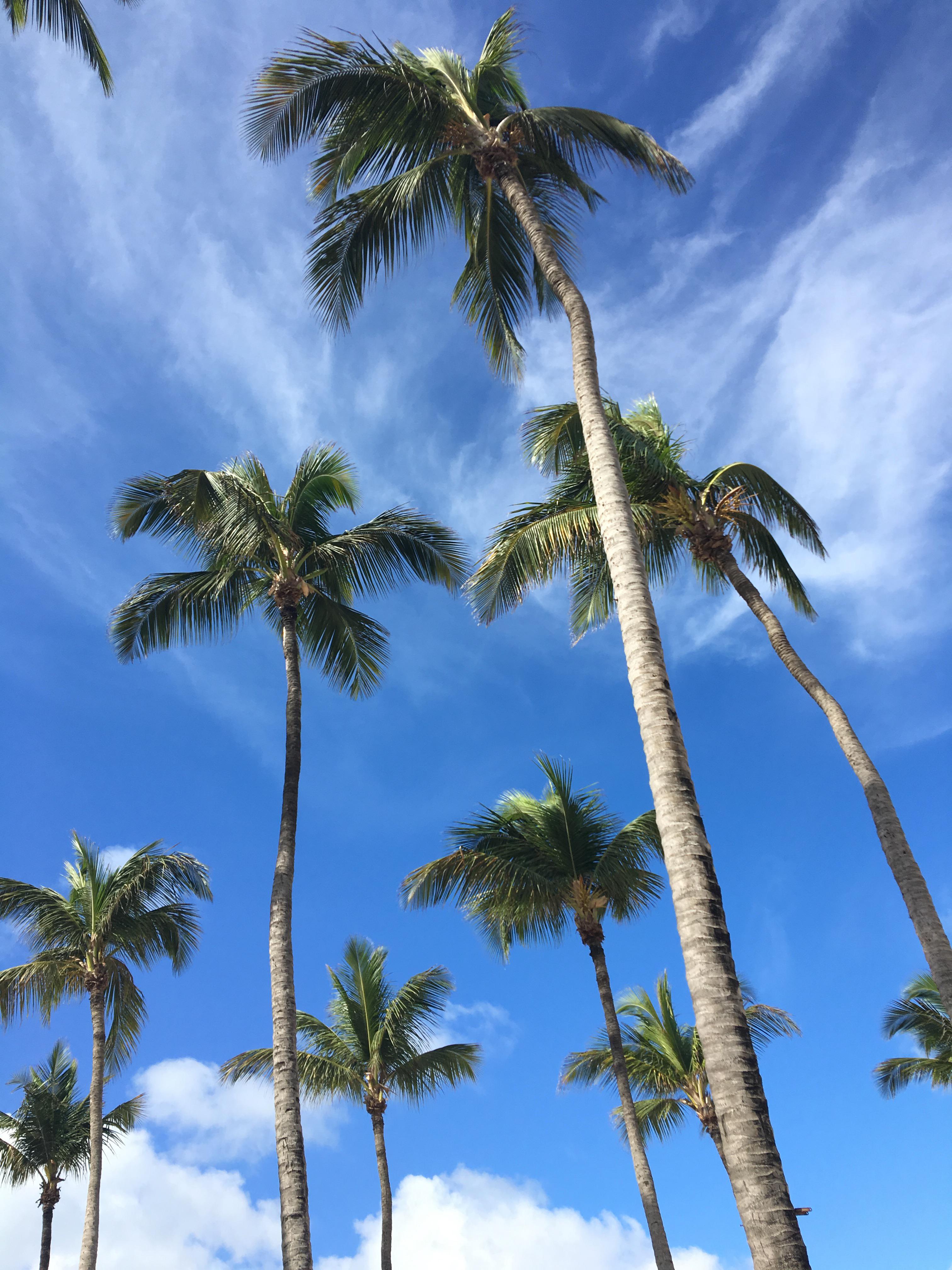 Palm trees in Aruba PT2 Scrolller
