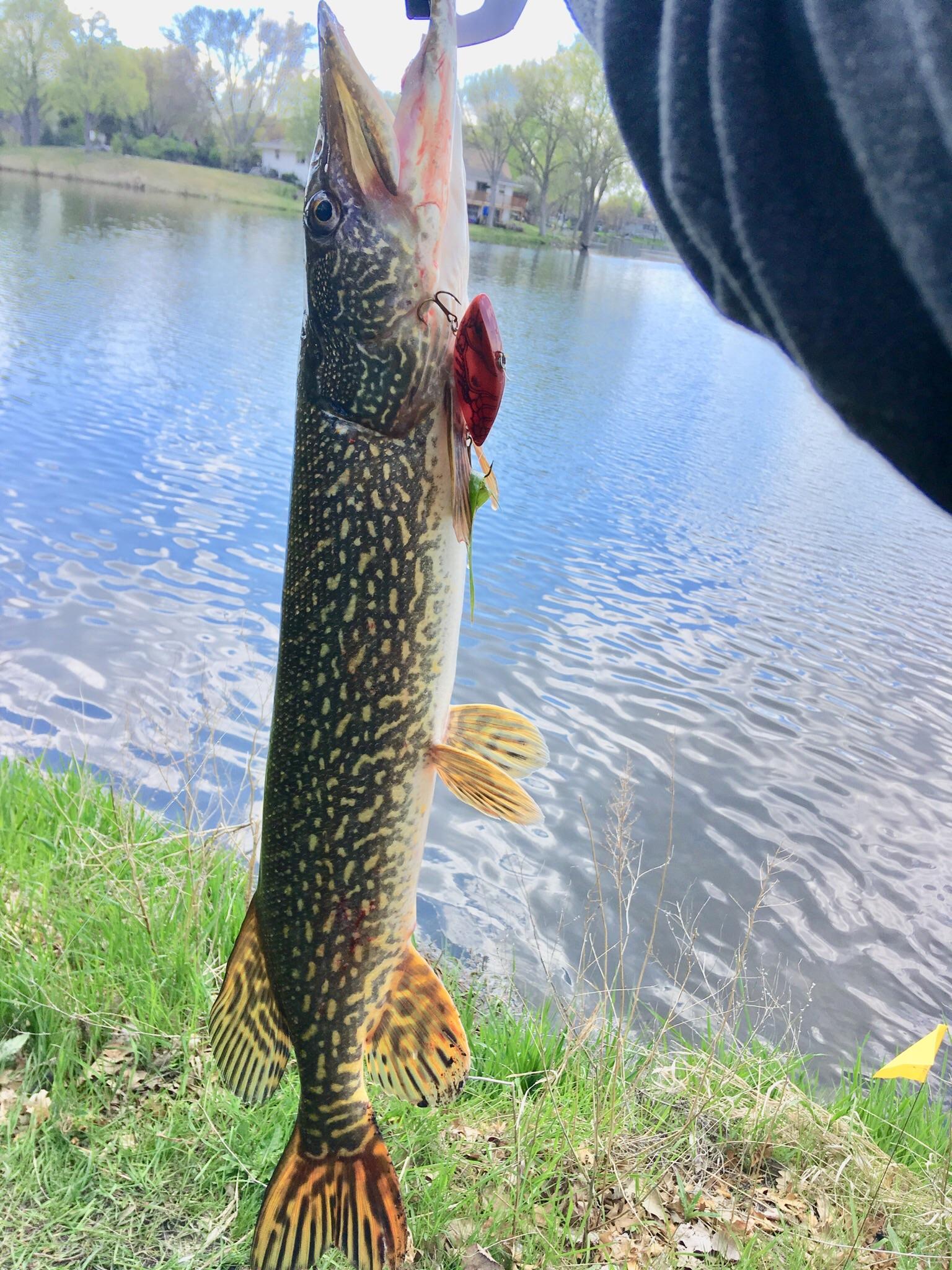 PB PIKE! 4.75lbs and 28 inches. Great fight! | Scrolller