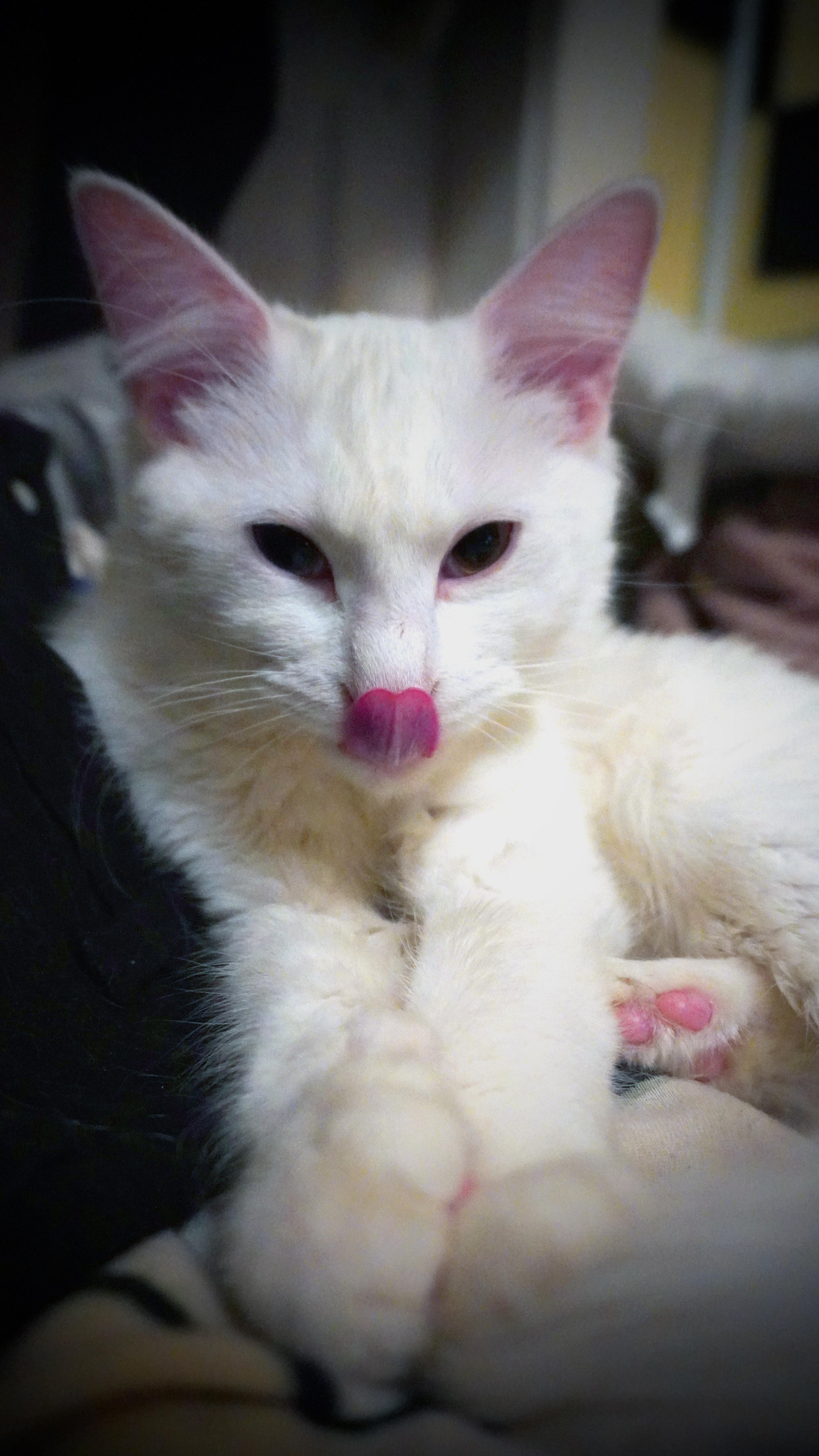 Perfect shot of the nose lick 👌 | Scrolller