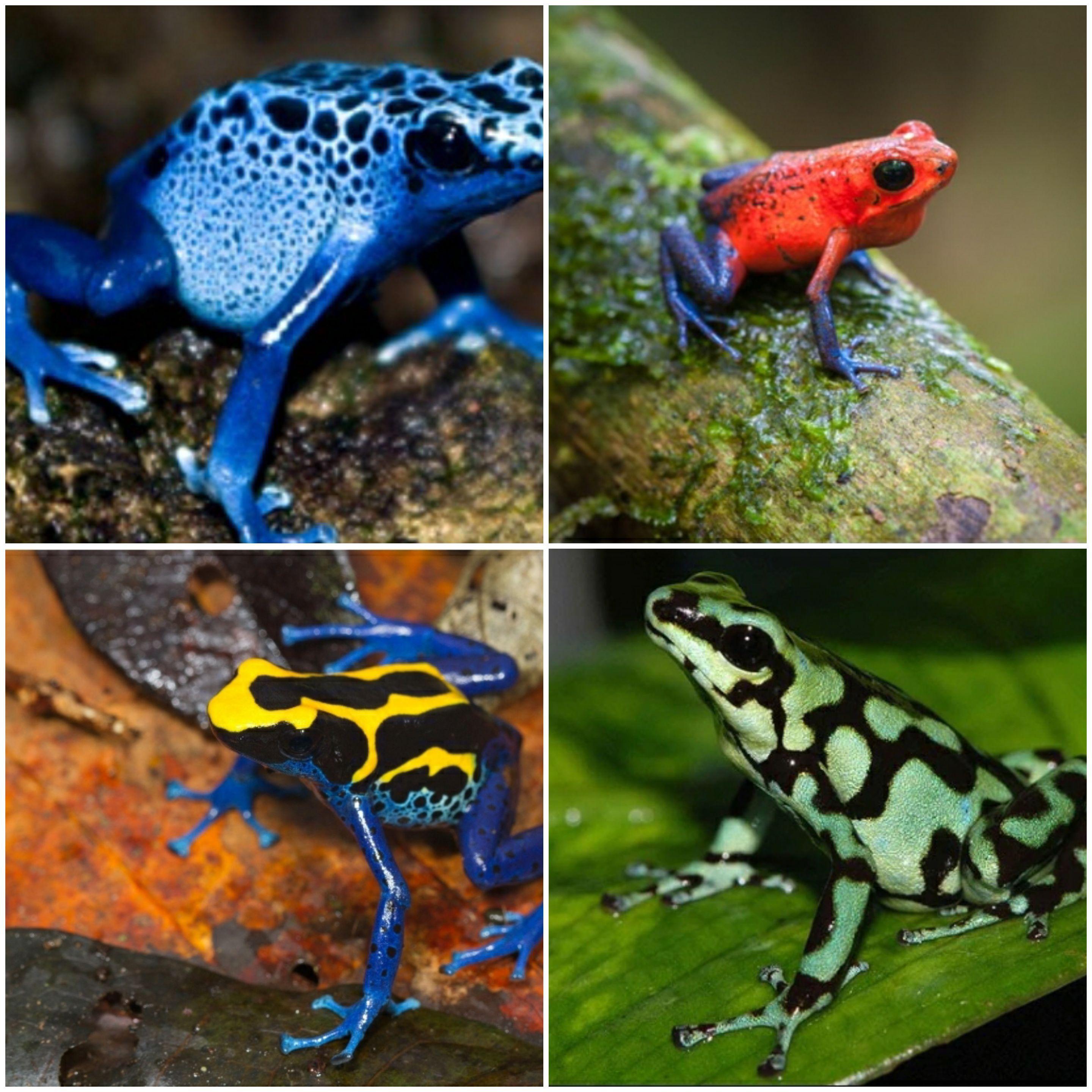 Poison frogs? | Scrolller