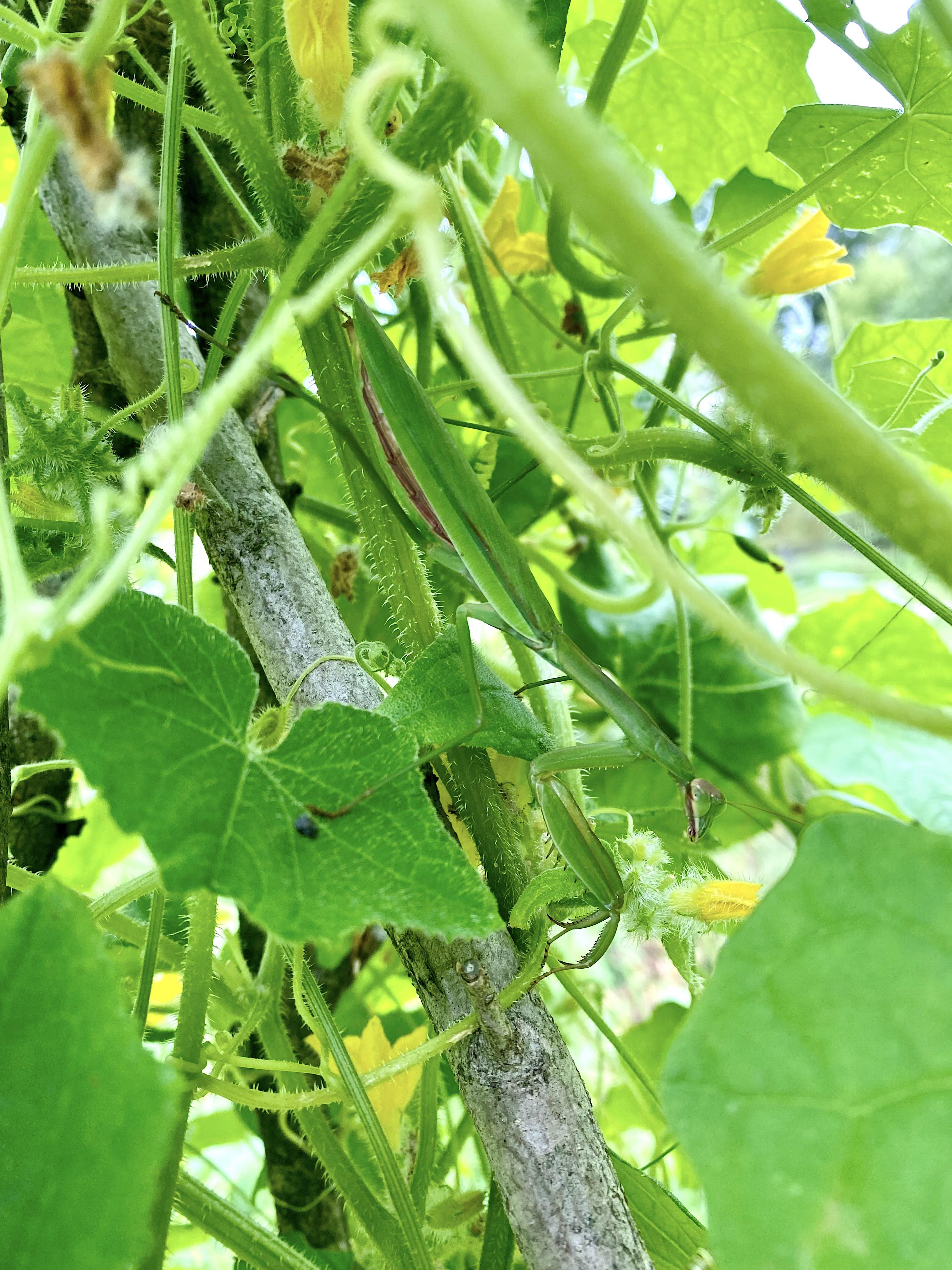 Praying mantis spotted on the cucumber/gherkin trellis...what a beauty ...