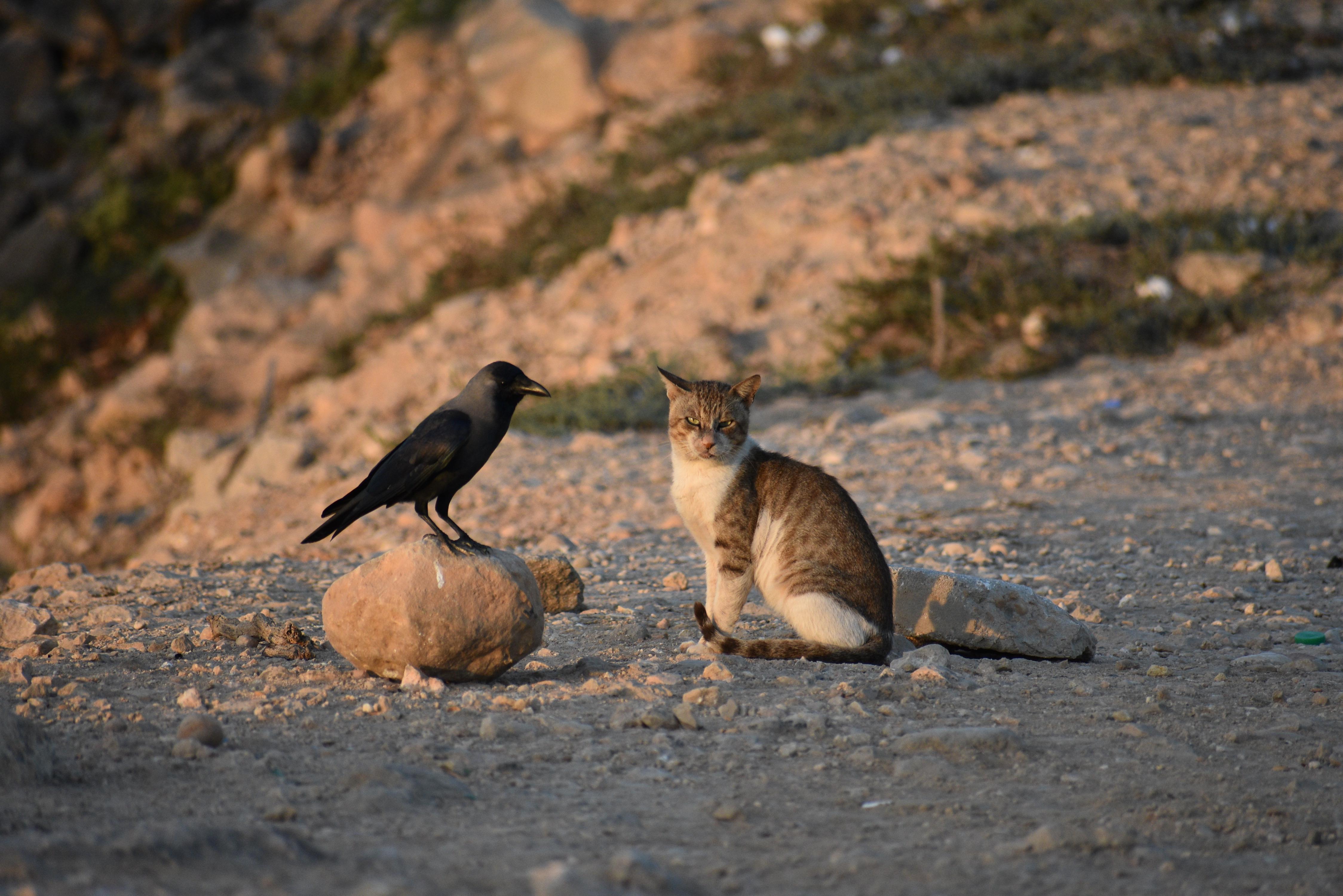 PsBattle: a crow and a cat | Scrolller