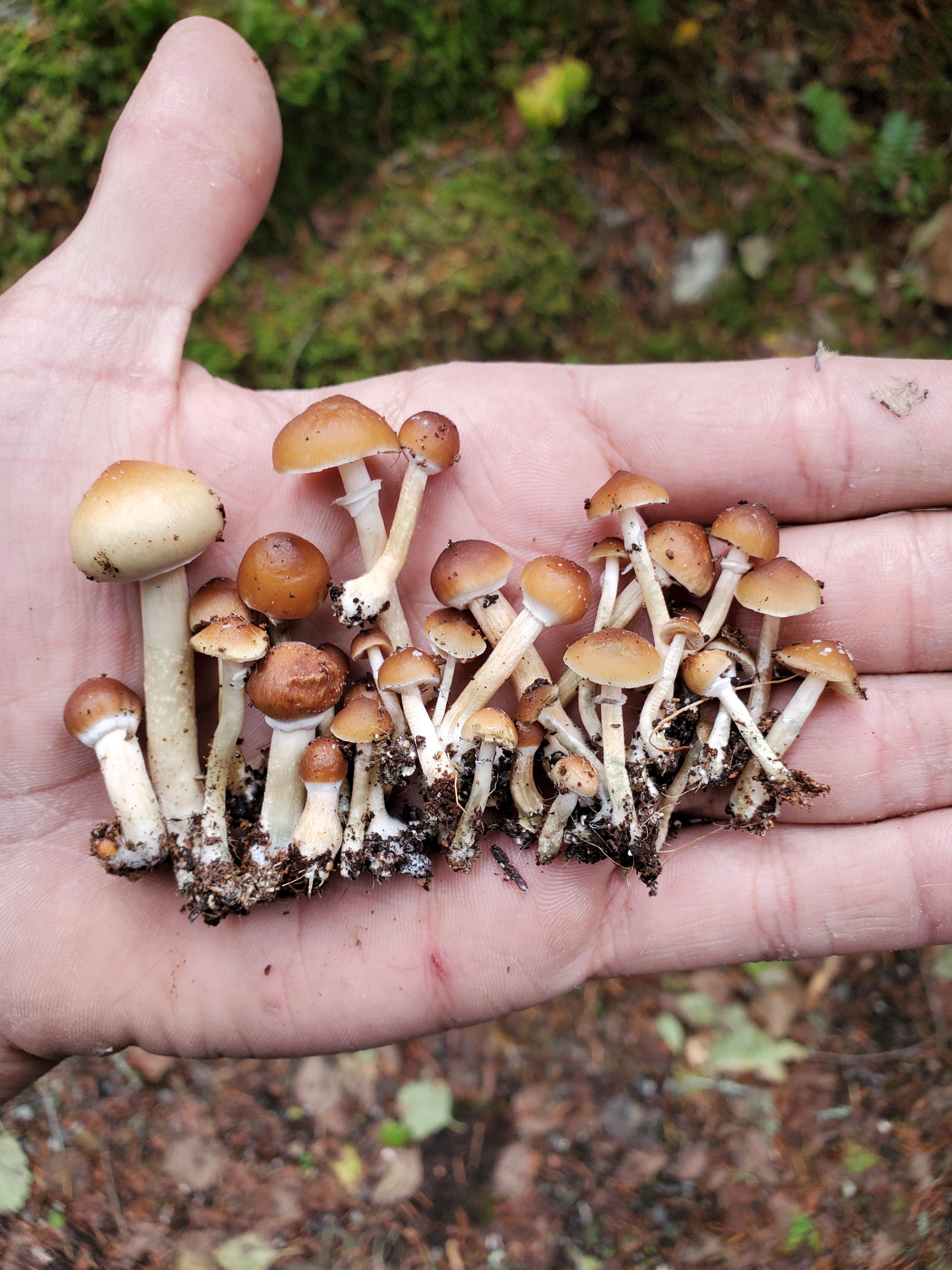 psilocybe-mexicana-what-a-handful-eff1ten6zj.jpg