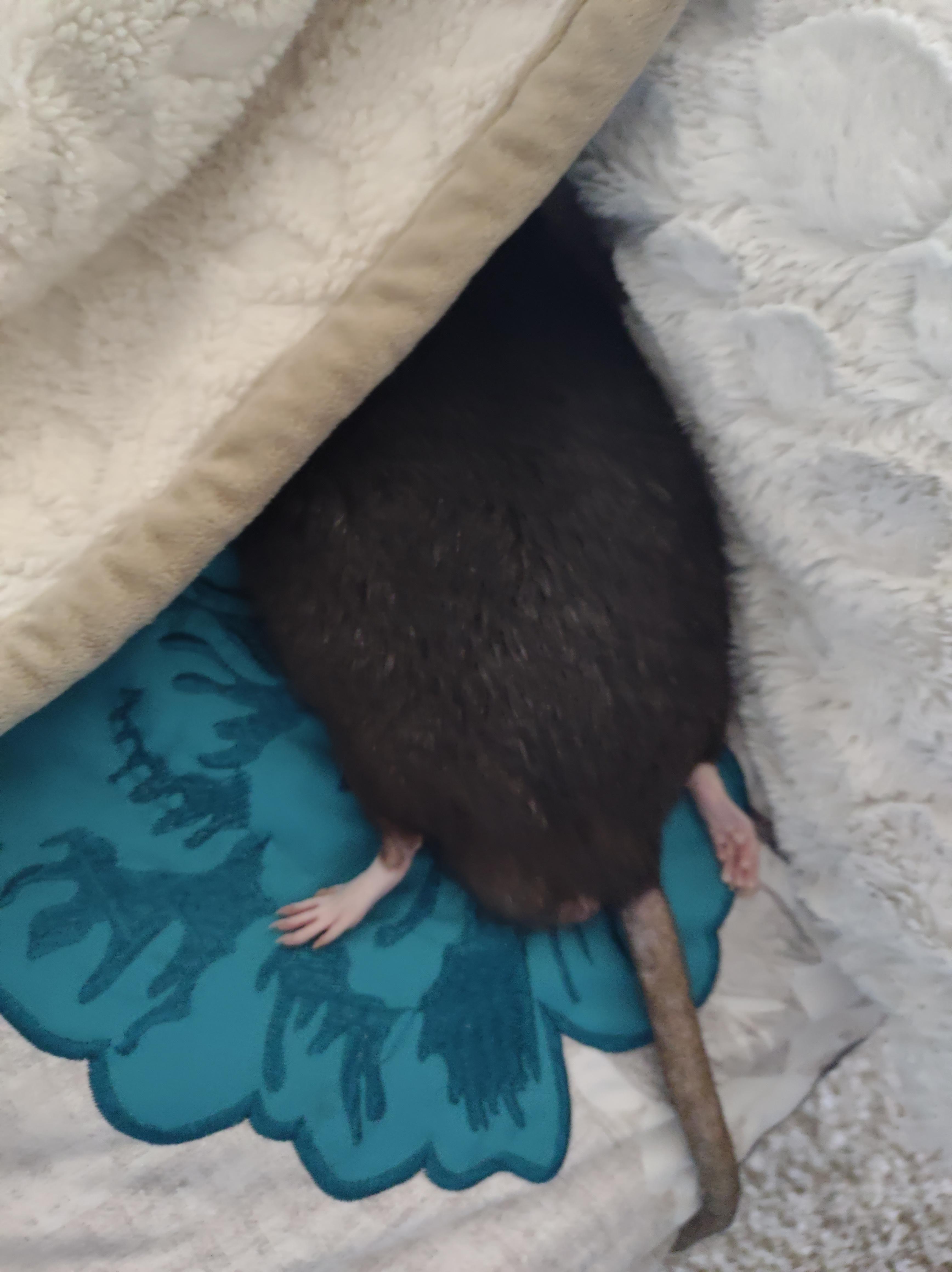 The Unexpected Truth About Rat Toes And Their Feet! - vujbd6m