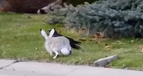 Raven hammers with his beak on baby bunnies head and kills it | Scrolller