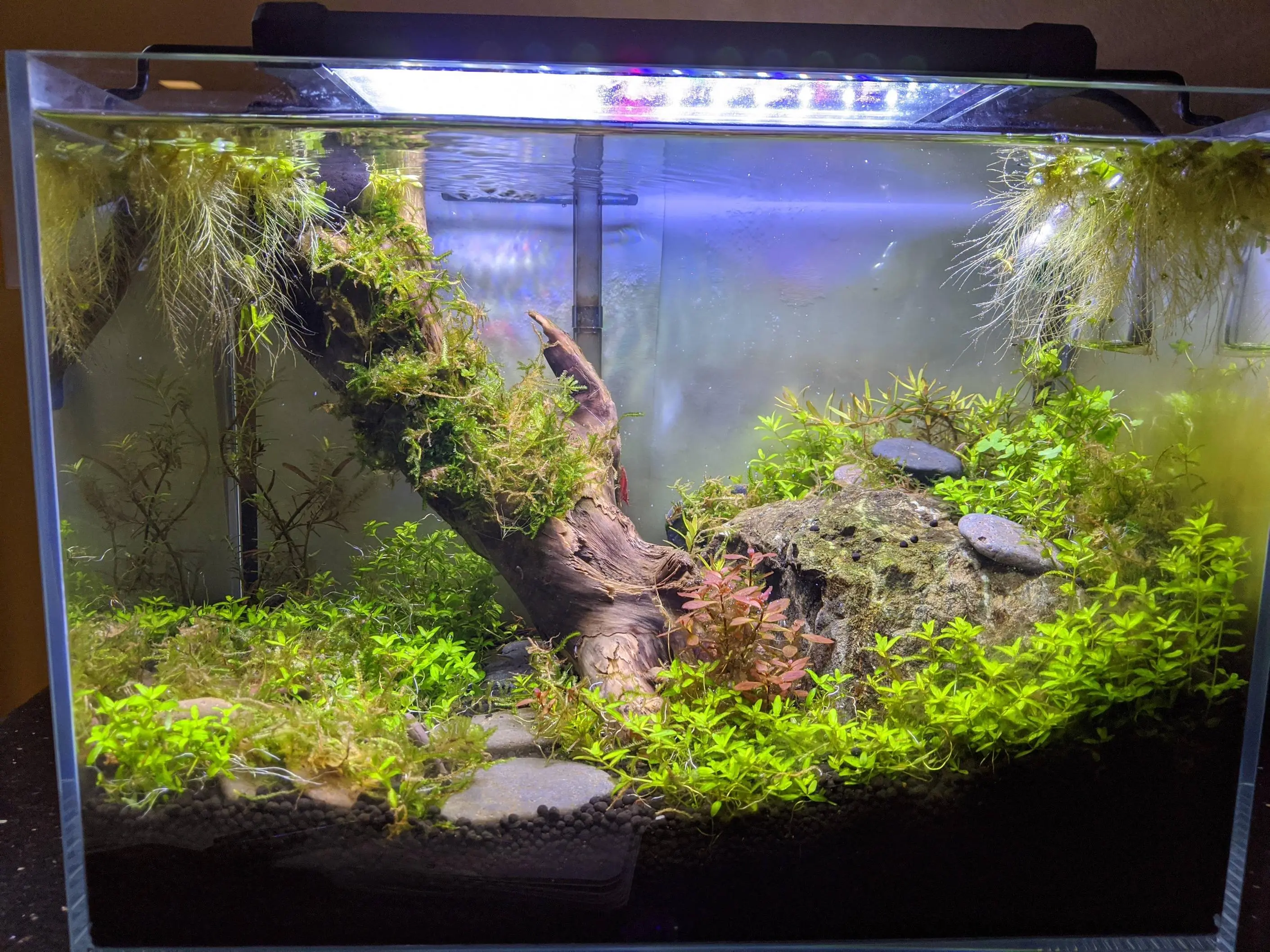 Rescape from feedback and hair algae horror | Scrolller