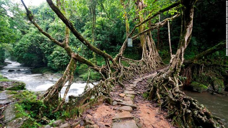 River crossing sculpted from tree roots in India. These can last for ...