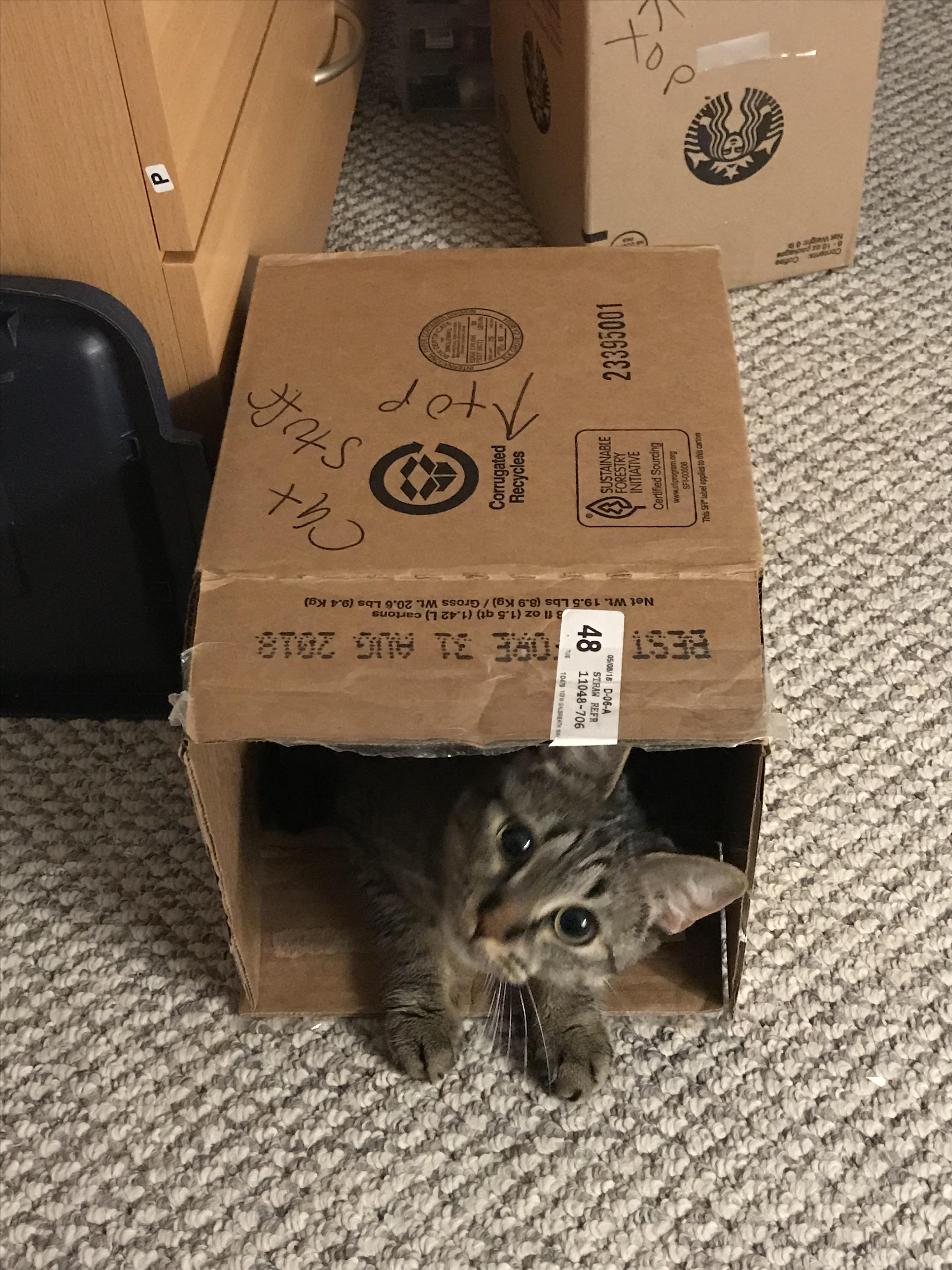 She packed herself in the correctly labeled box. | Scrolller