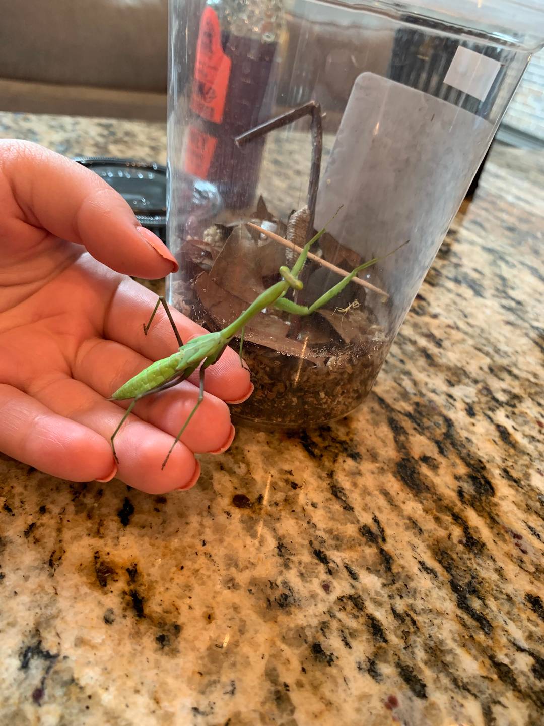 Size comparison between my Giant Asian Mantis and freshly hatched ...