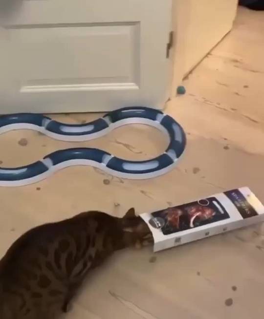 Some cats are a little more special than others Scrolller