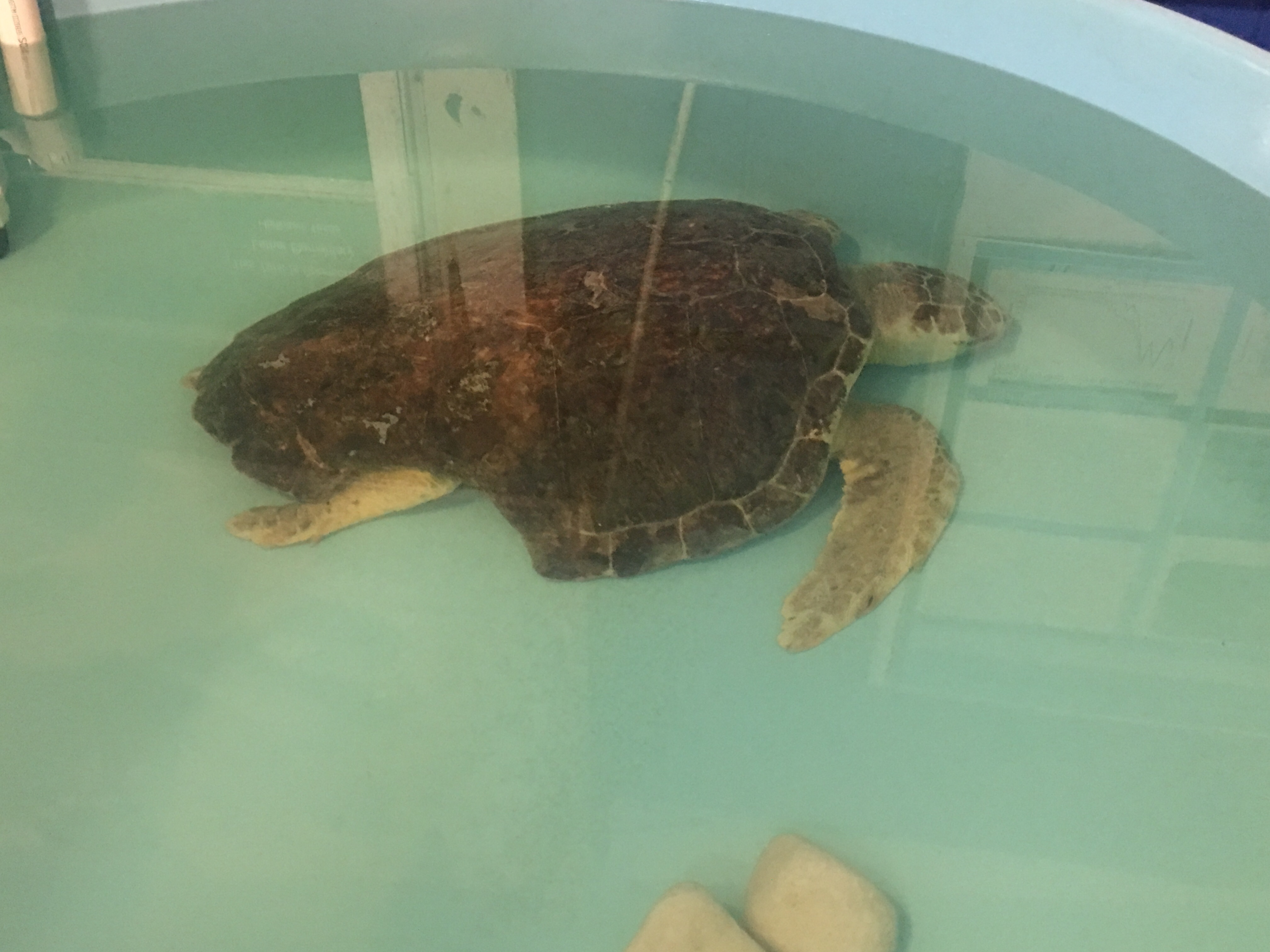 South padre island rescue, sea turtle inc. big got got bit by a shark ...