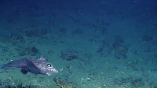 Species of long-nosed chimaera swims in the deep (Genus: Rhinochimaera ...