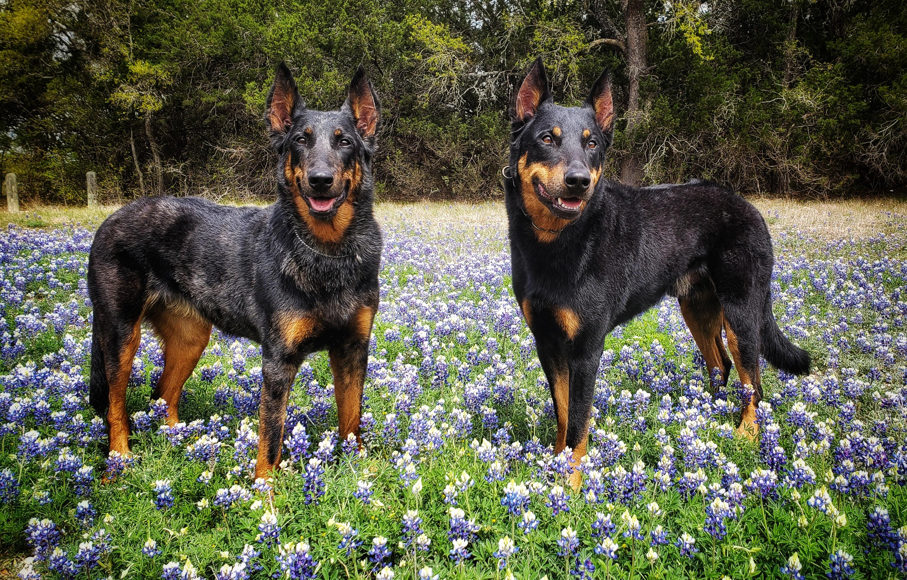 Texas Spring Graphics Spring in Texas! | Scrolller