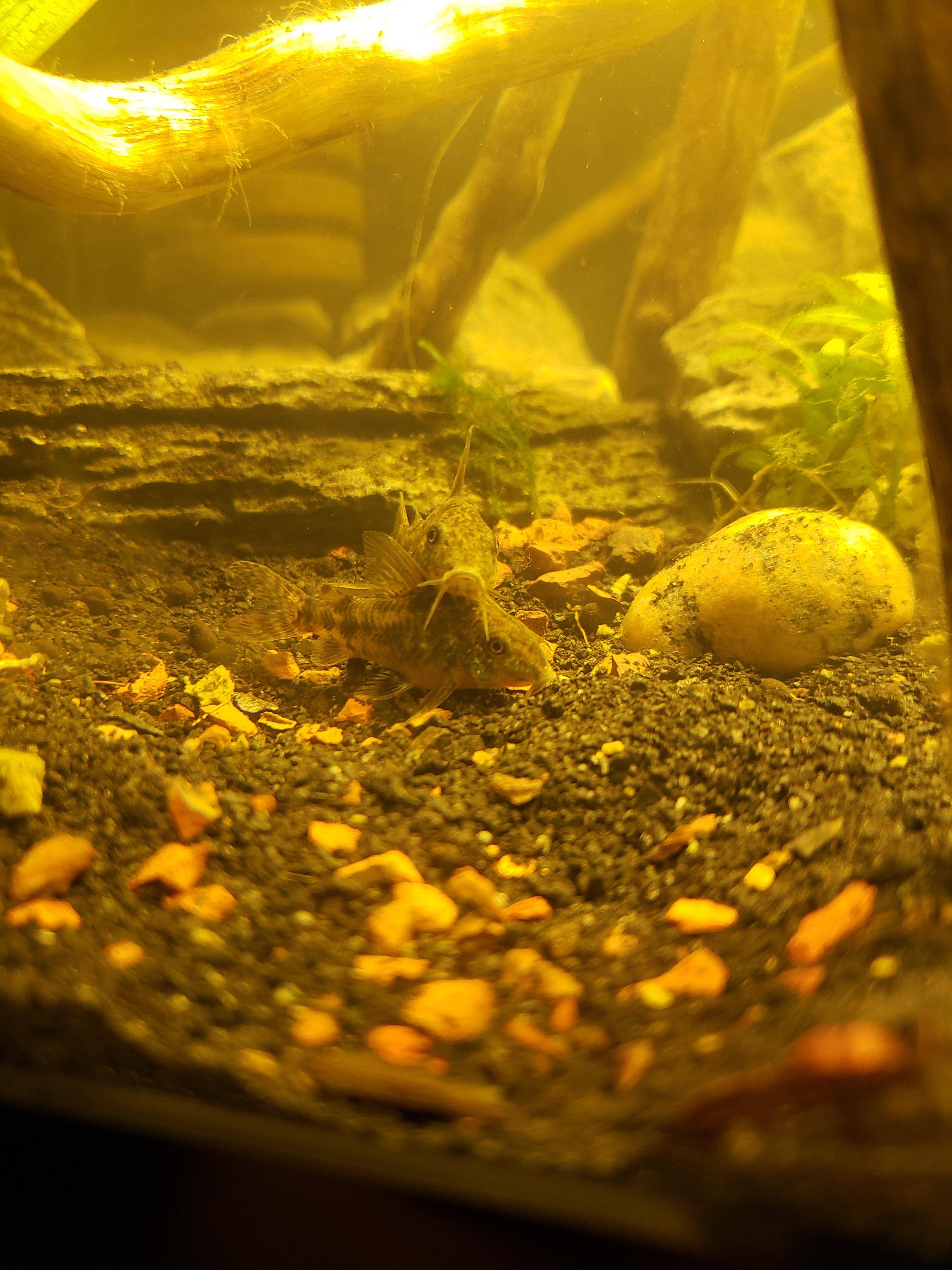 Stacked!! | Scrolller