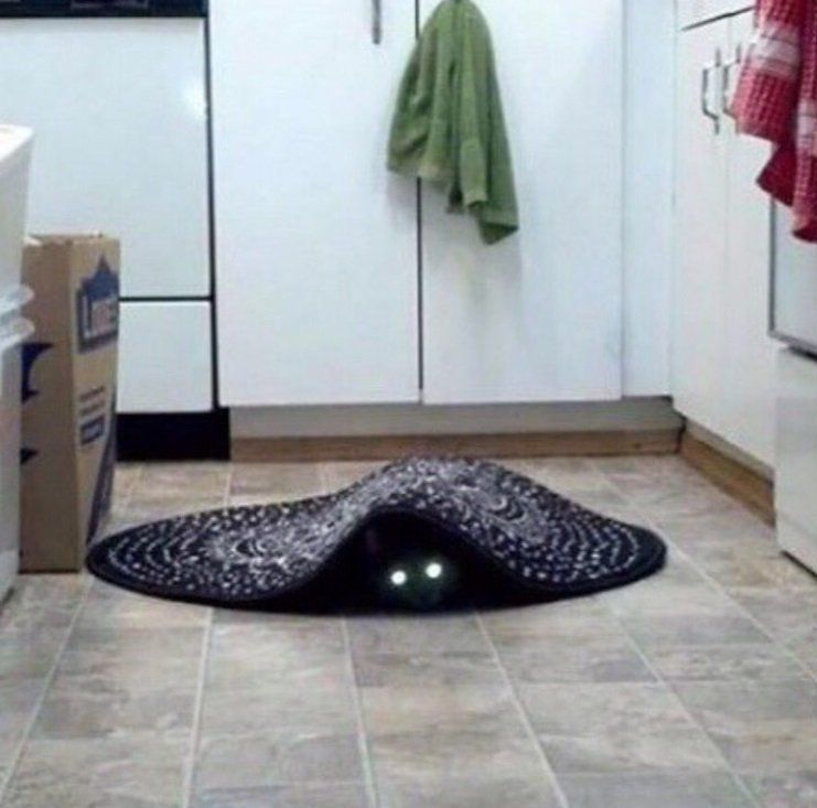 Stat request: Rug Mimic | Scrolller