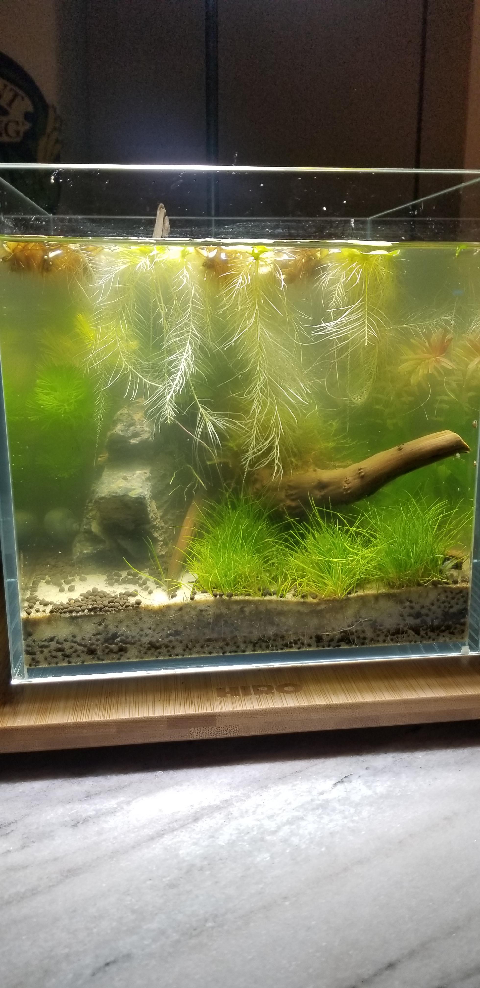 Still struggling with green water My shrimp are super happy but I can