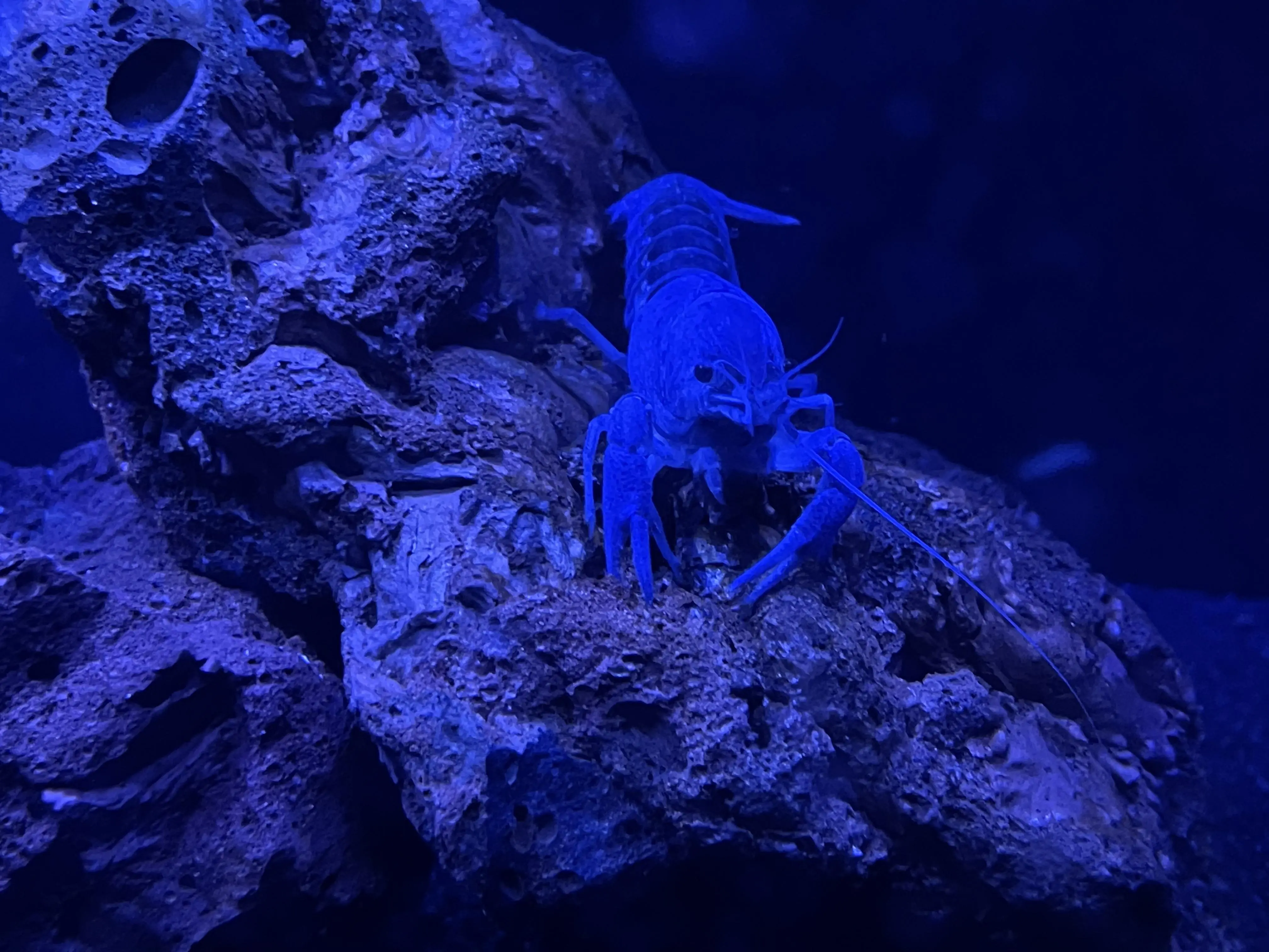 Stuart Bait Rocks Discover more like Crayfish: Stuart relaxing on his rocks and Related ...